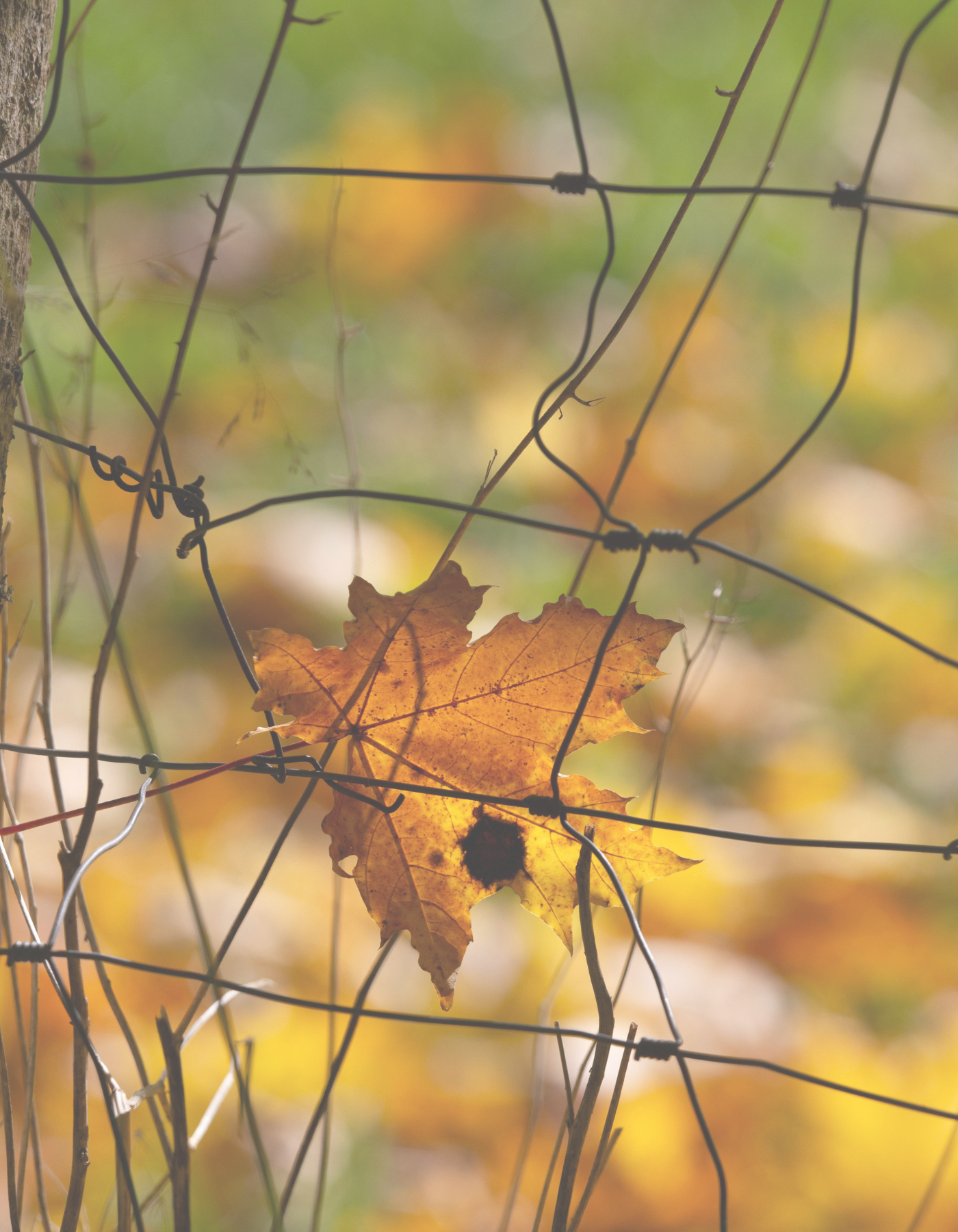 A yellow autumn leaf caught in a wire fence with a blurred natural background.