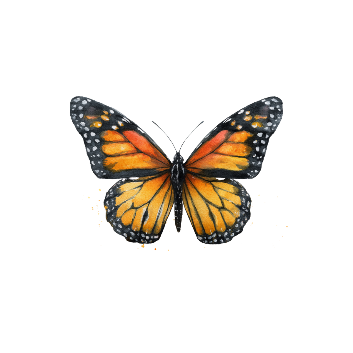 A butterfly with orange, black, and white patterned wings.