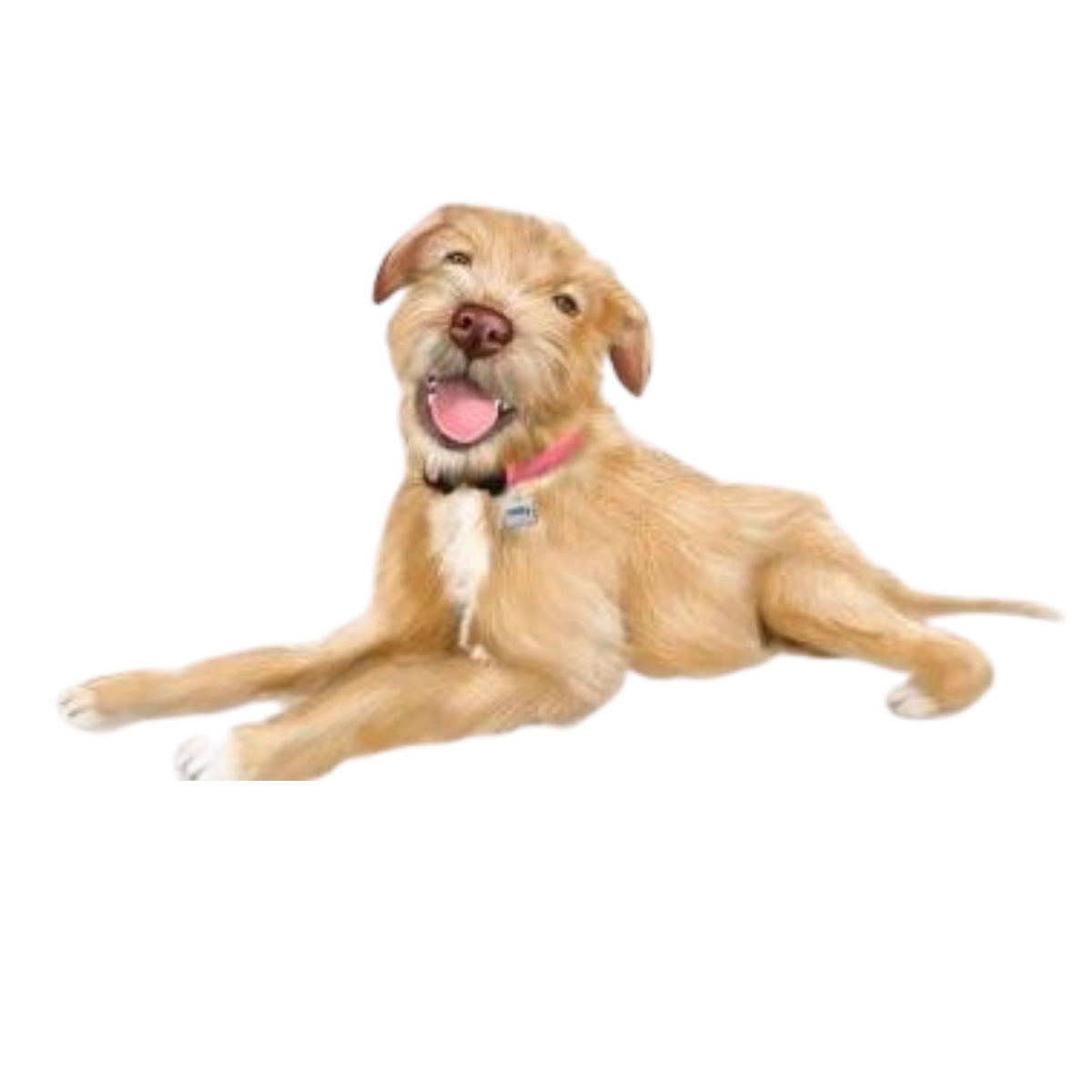 A playful golden retriever puppy lying down with its tongue out and eyes closed, wearing a red collar with a silver tag.