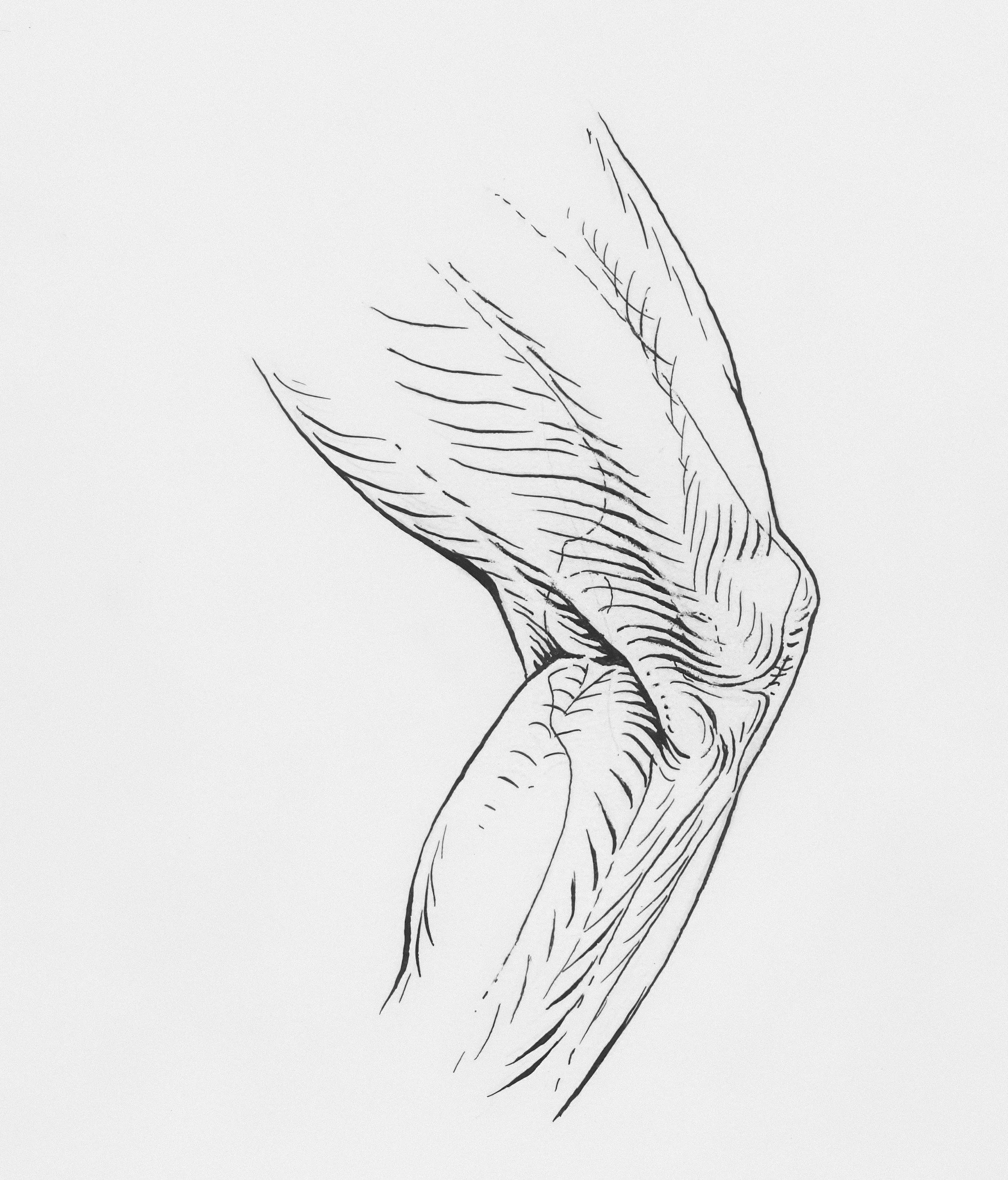 Line drawing of a bird's wing, showing detailed feathers and structure.