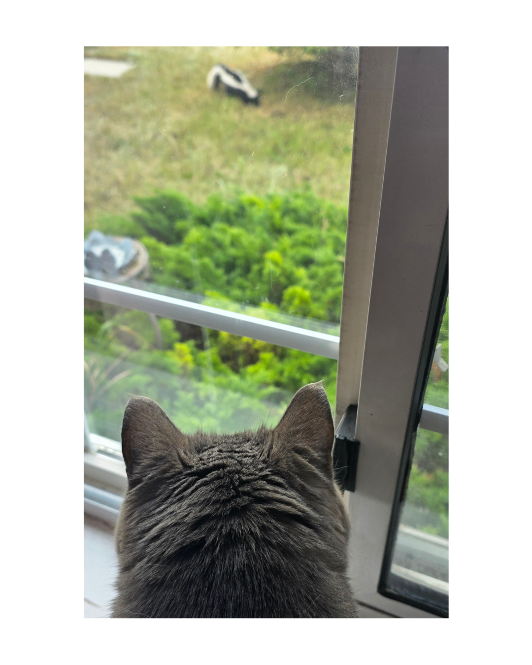 Gomez window skunk.png