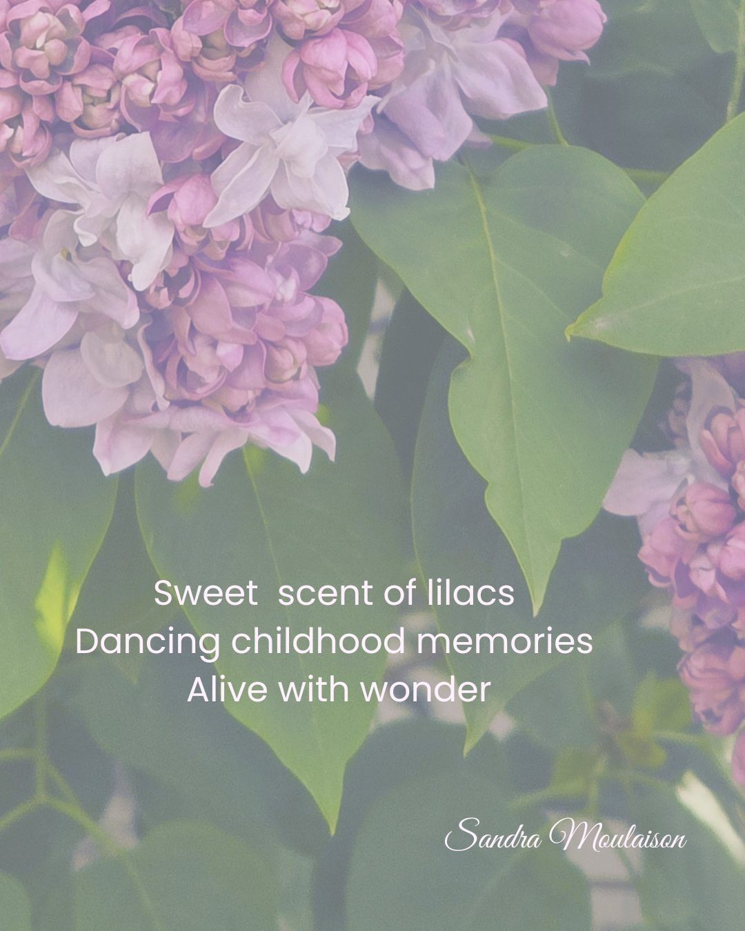 Sweet scent of lilacs Dancing childhood memories Embracing wonder.png
