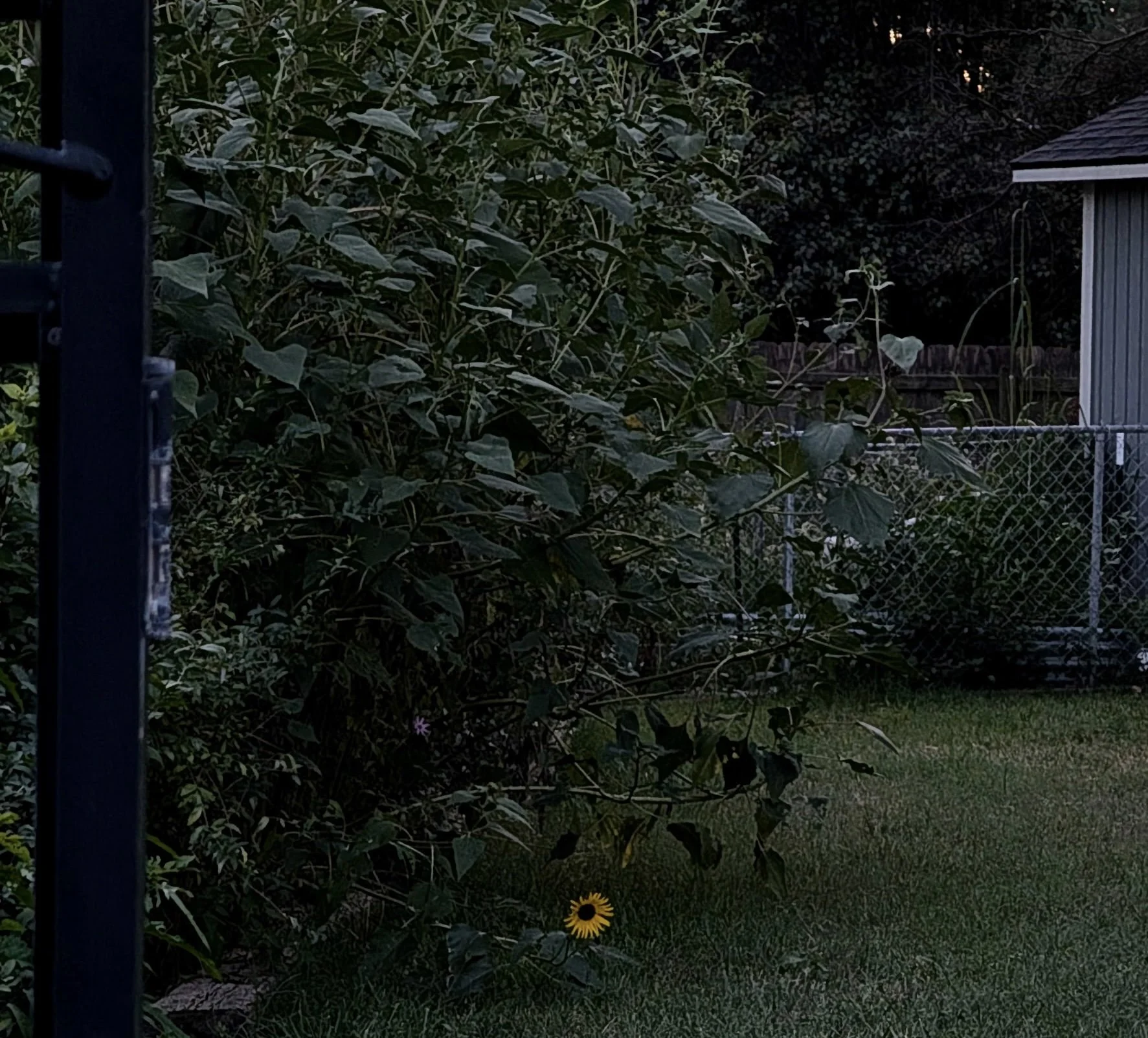 Ashes Denote: Wild Sunflower Stalks