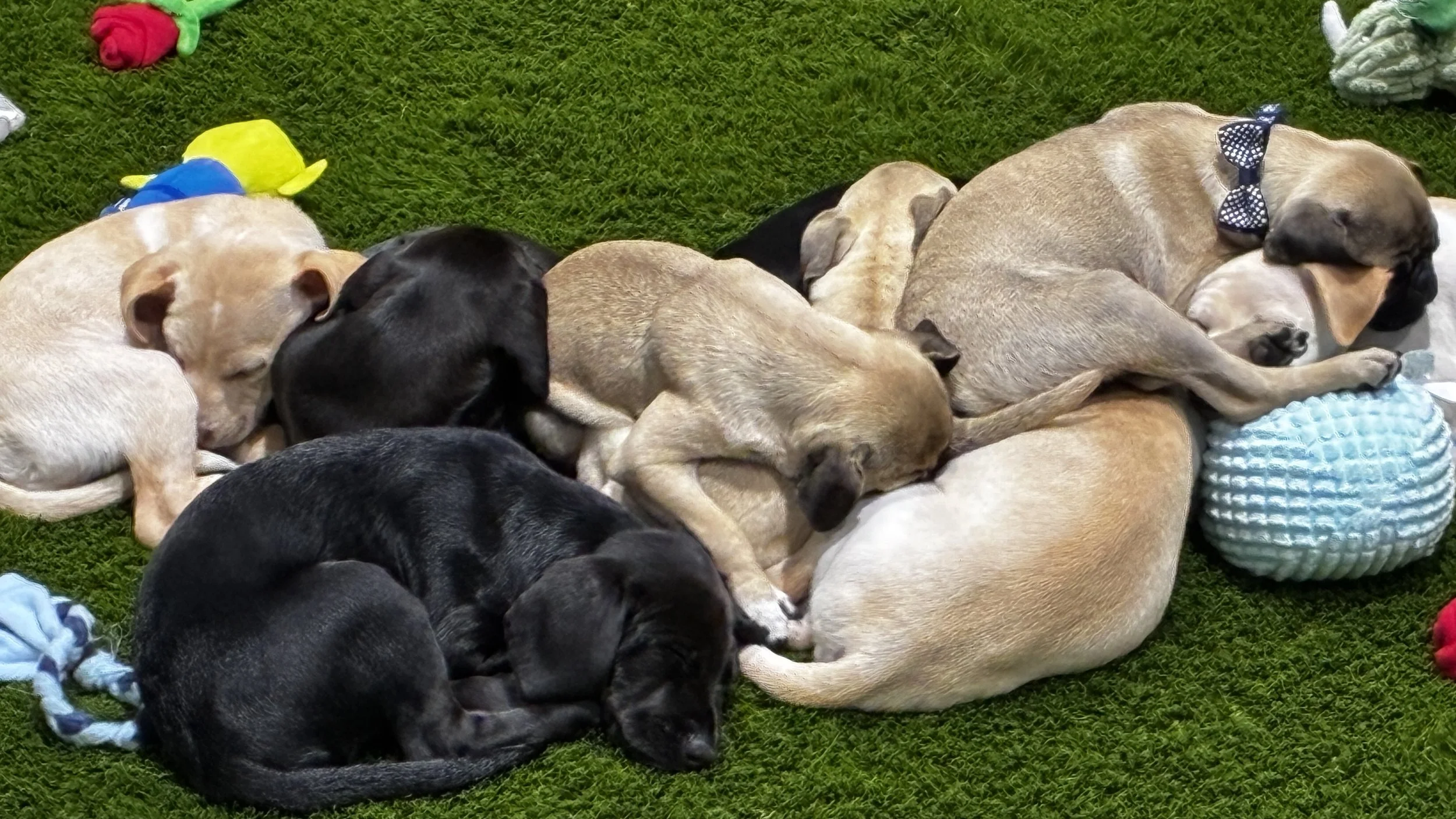 AIA26_PuppyPark.JPG