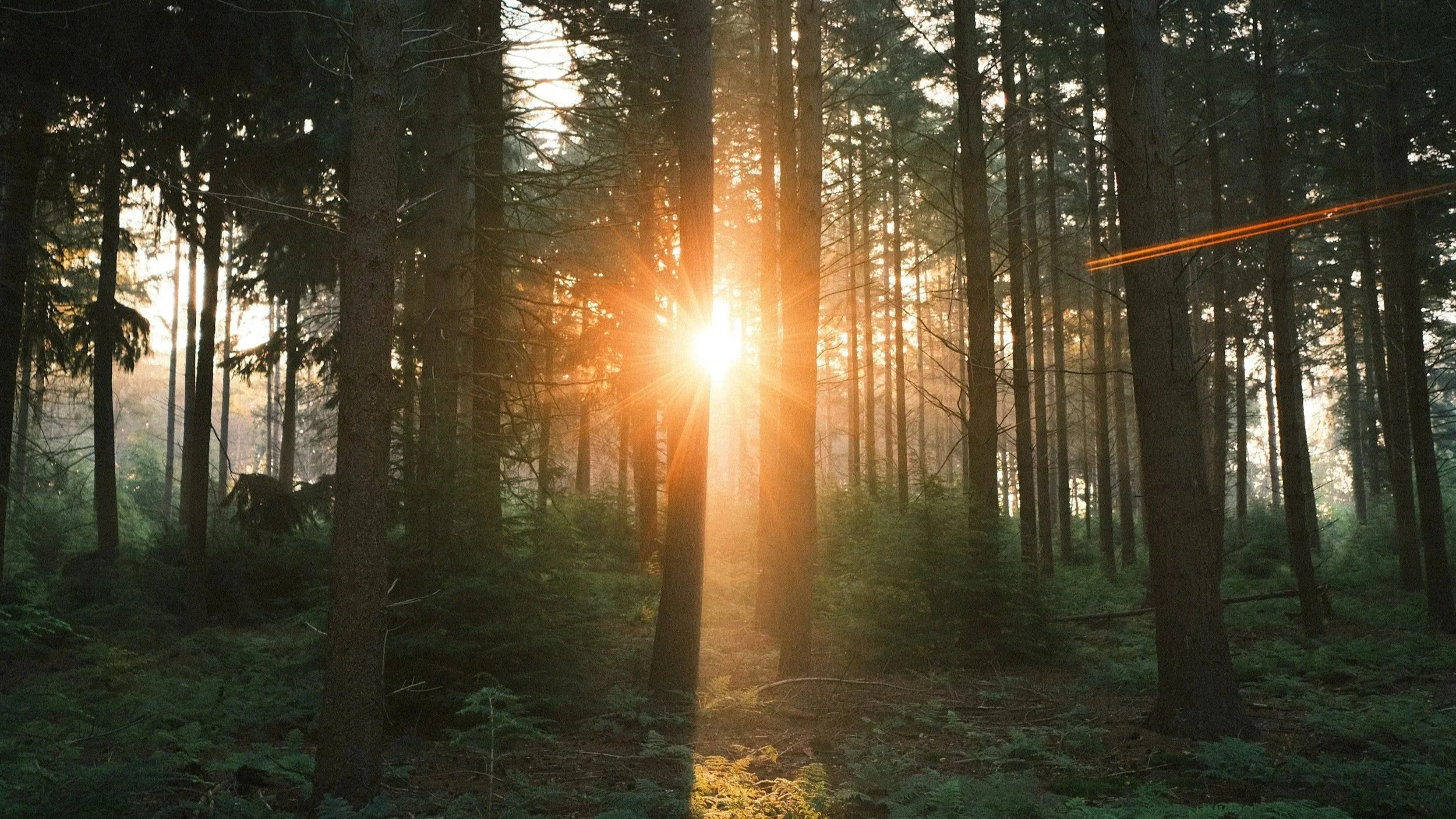 Sunlight shining through a dense forest with tall trees and green foliage, creating a warm, glowing atmosphere.