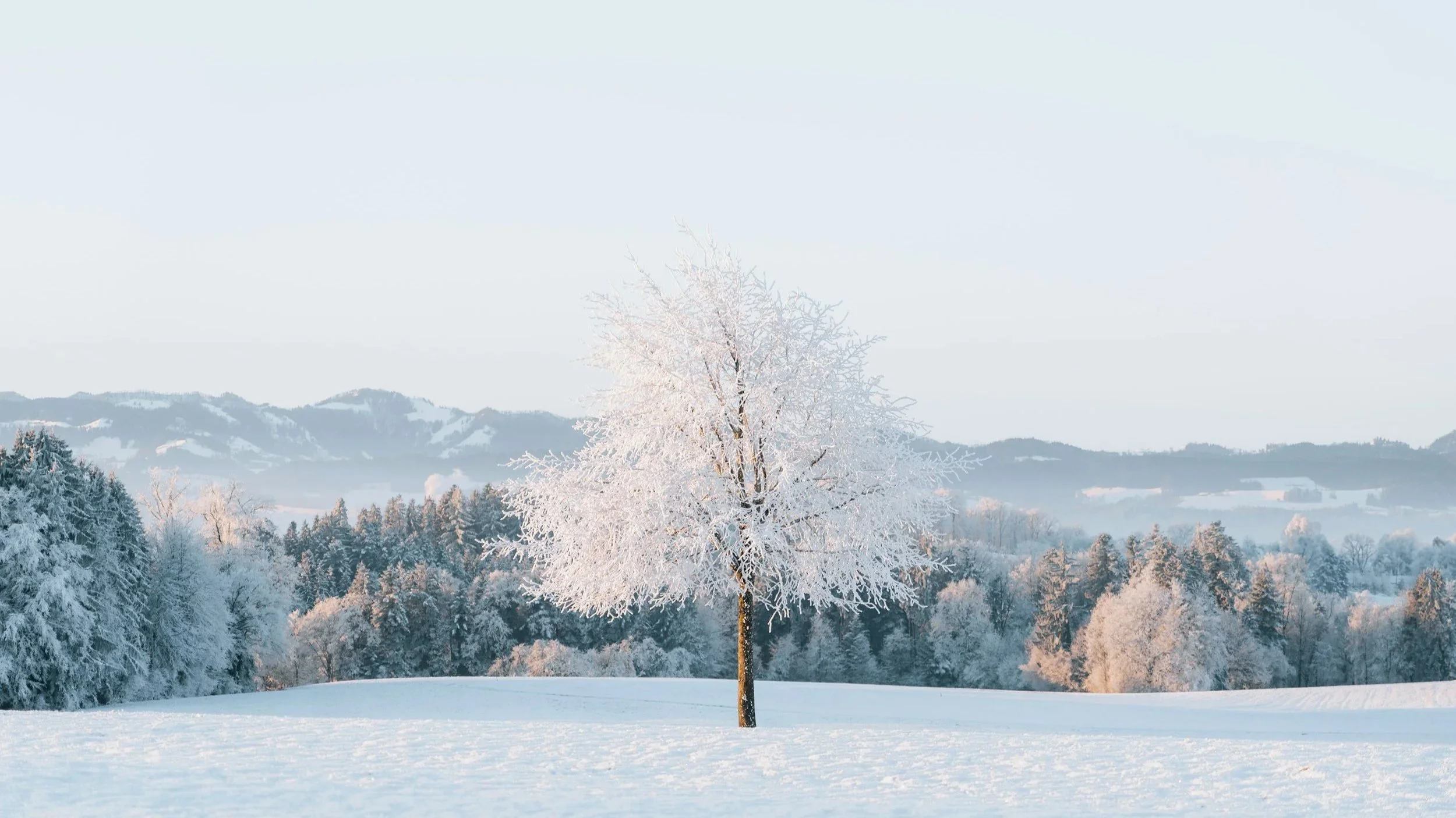 A snow-covered landscape with a single tree in the foreground covered in snow. Snowy trees and distant mountains are visible in the background, under a clear sky.