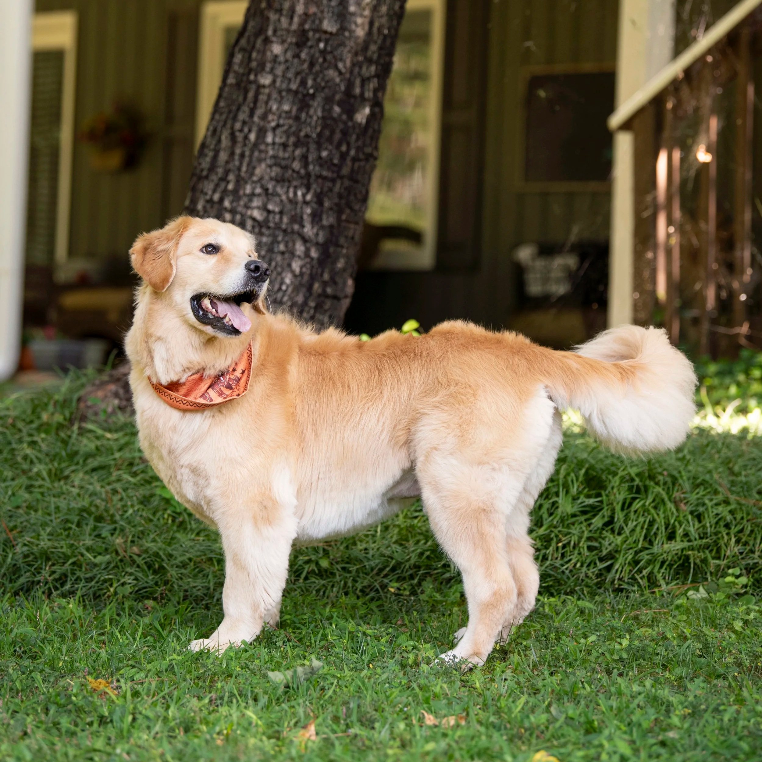Riley, the golden retriever, is standing on green grass under a tree in a backyard, wearing an orange bandana around its neck. He's looking for a ball that is out of sight of the camera.