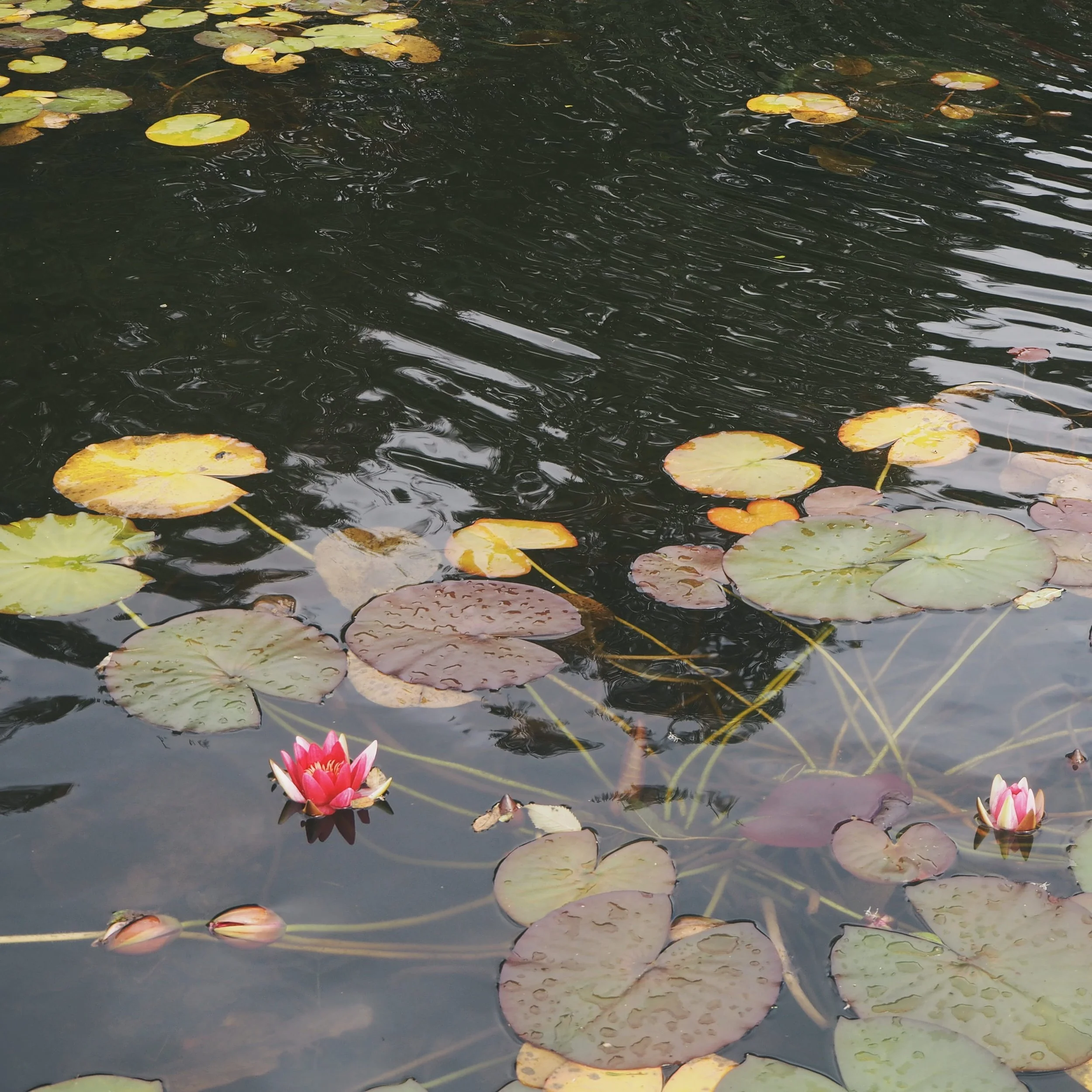 How to Runaway to the Faerie Realm