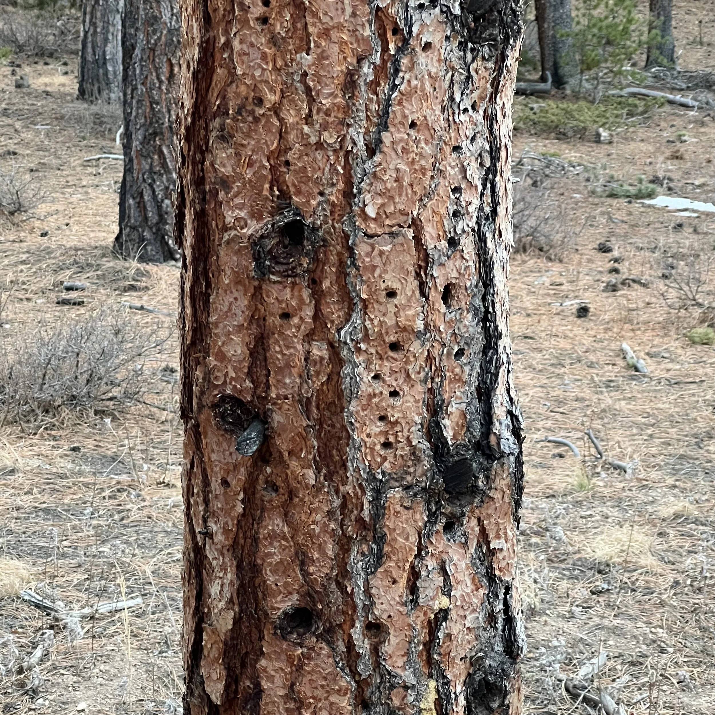 Textured, cinnamon-colored bark of a Ponderosa pine tree. And notice the small holes left by the woodpeckers!