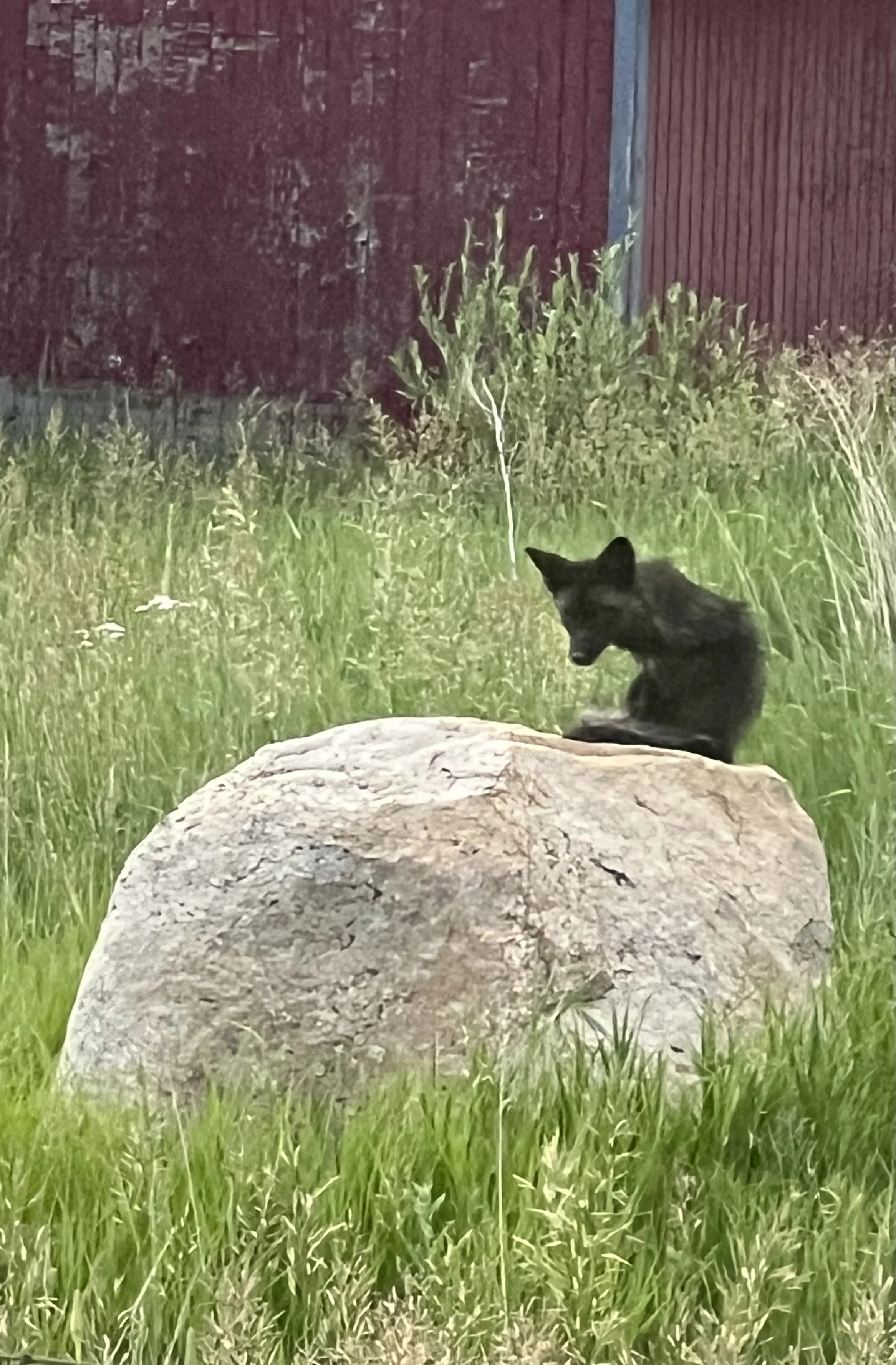 A black fox sunning herself on a warm boulder in our yard last summer.