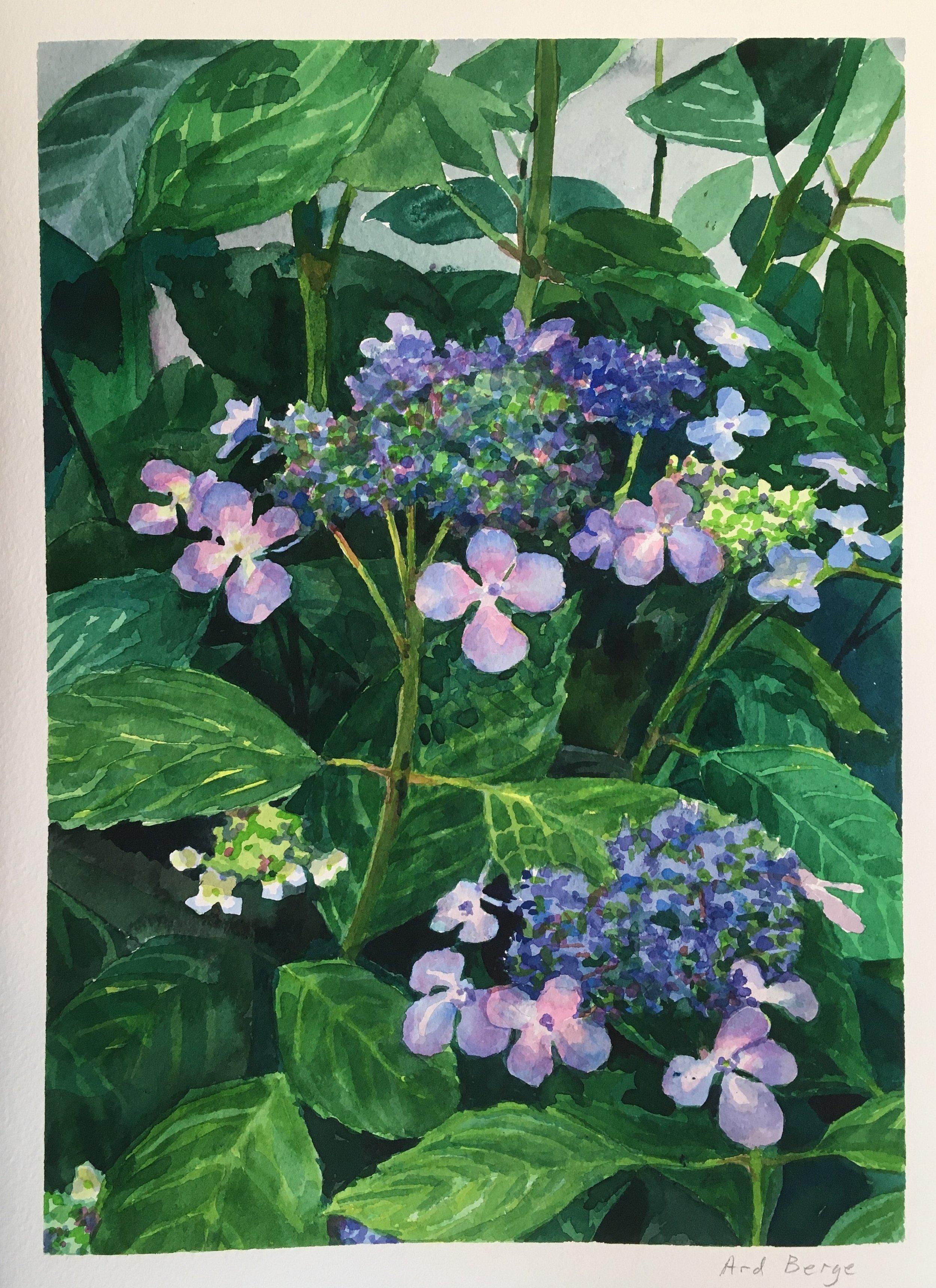 “Hydrangea Serrata”, June 2020, watercolor and gouache on Arches paper, approx. 15” h x 11”w.  Private collection.  Found in the “Watercolor" series. 