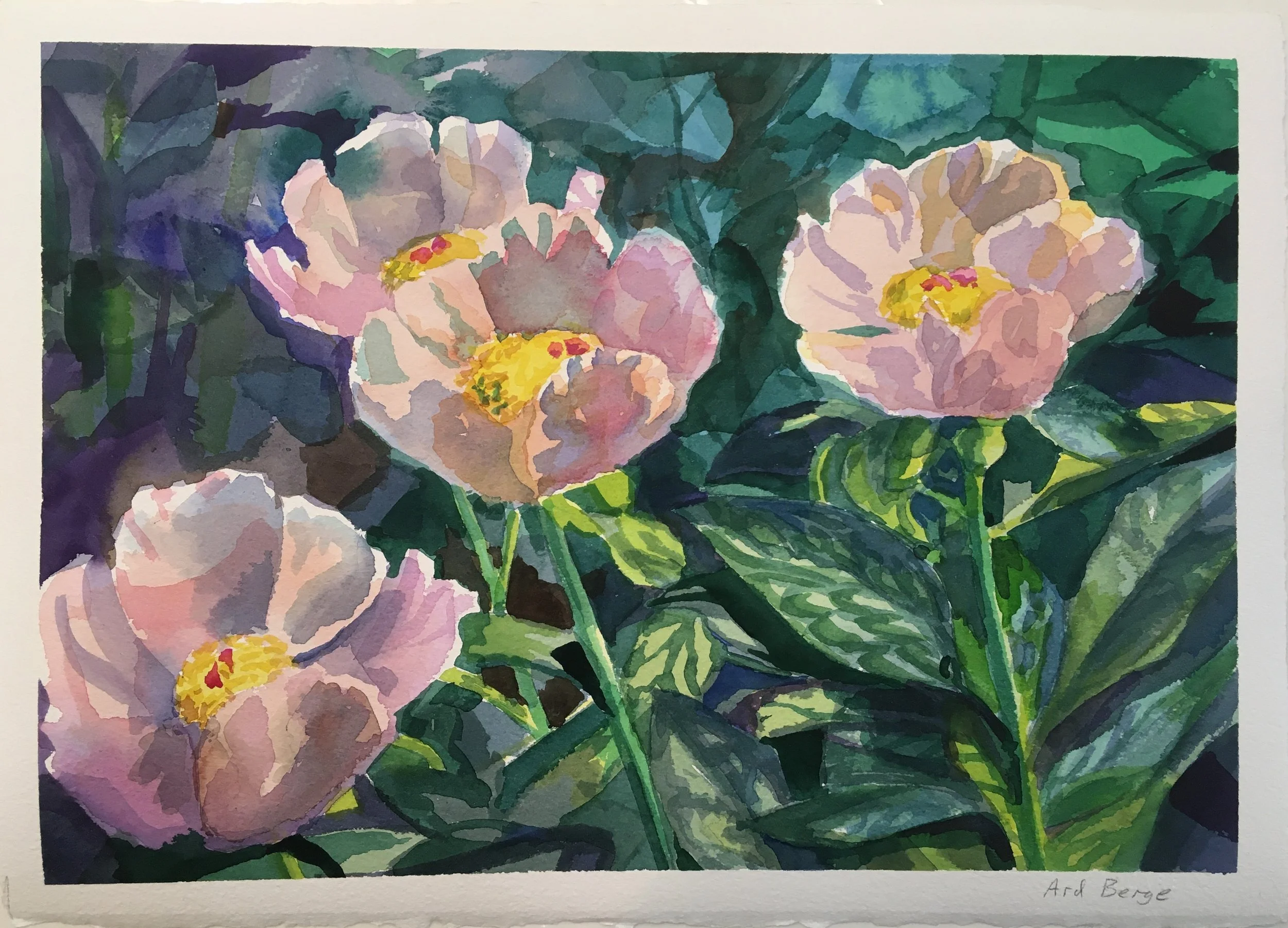"Pink Peonies in Sunshine", 2020, watercolor on Arches paper.  