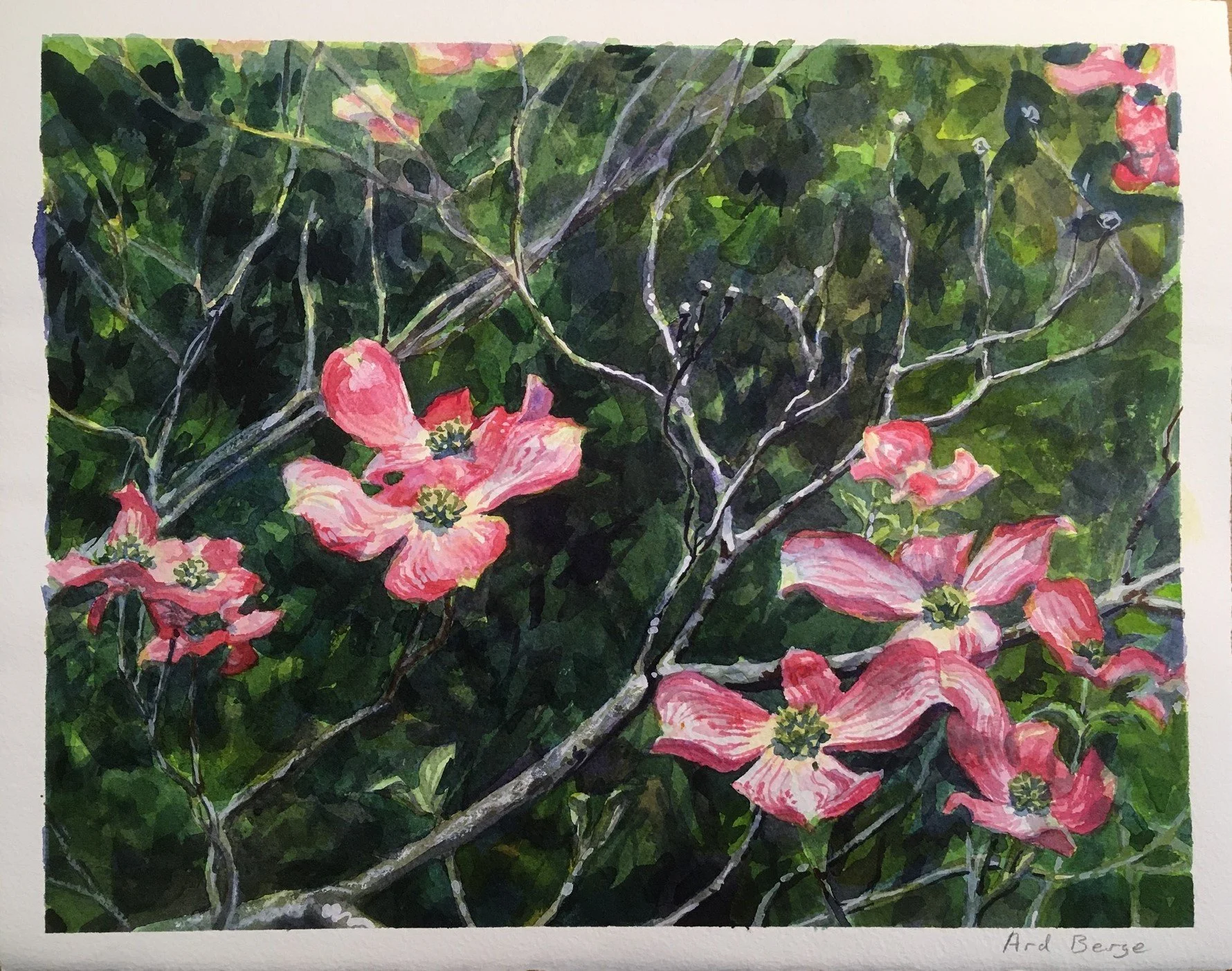"Dogwood in Flower", April 2020, watercolor and gouache on Arches paper.