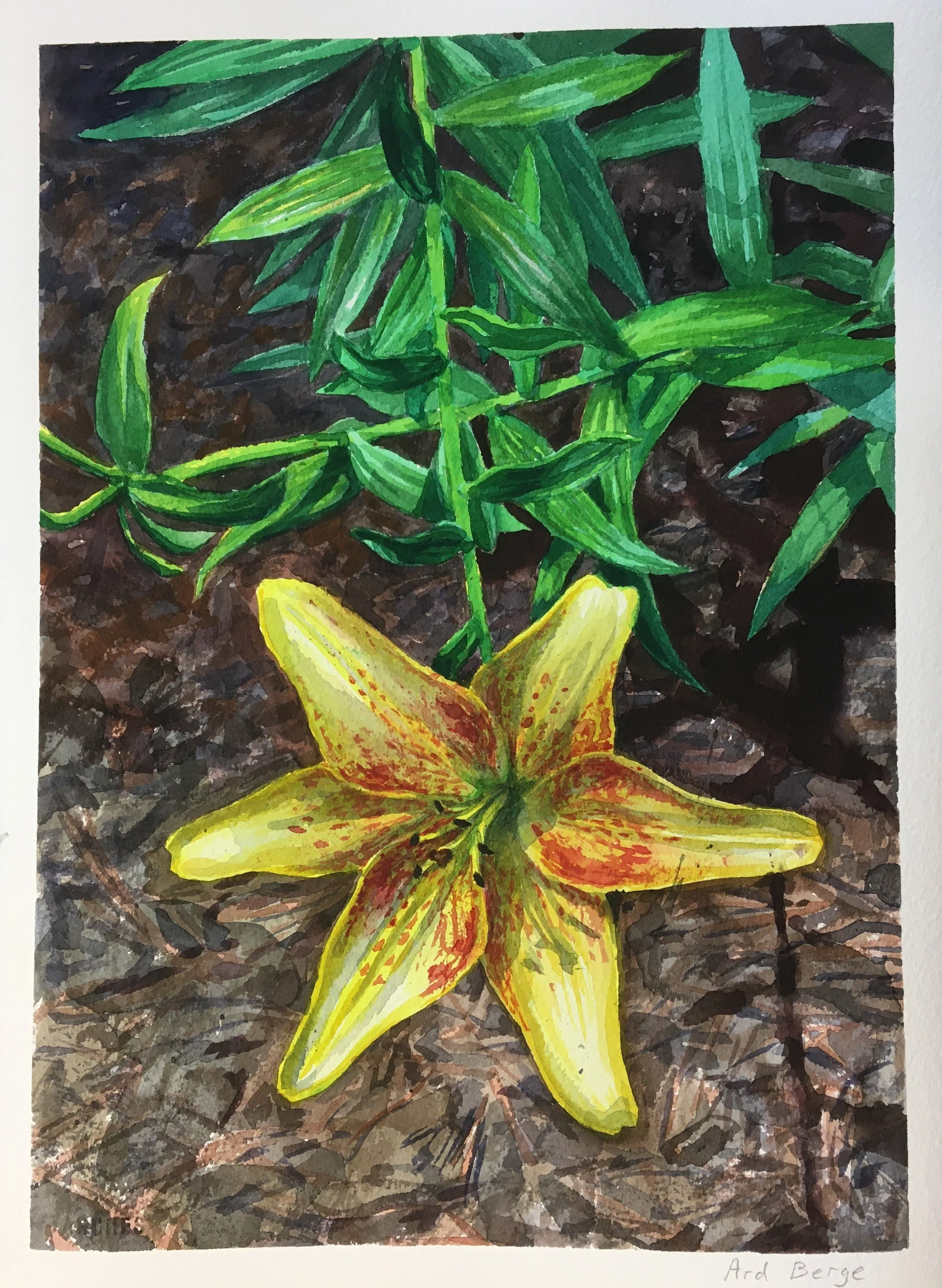 "Yellow Tiger Lily", June 2020, watercolor and gouache on Arches paper.