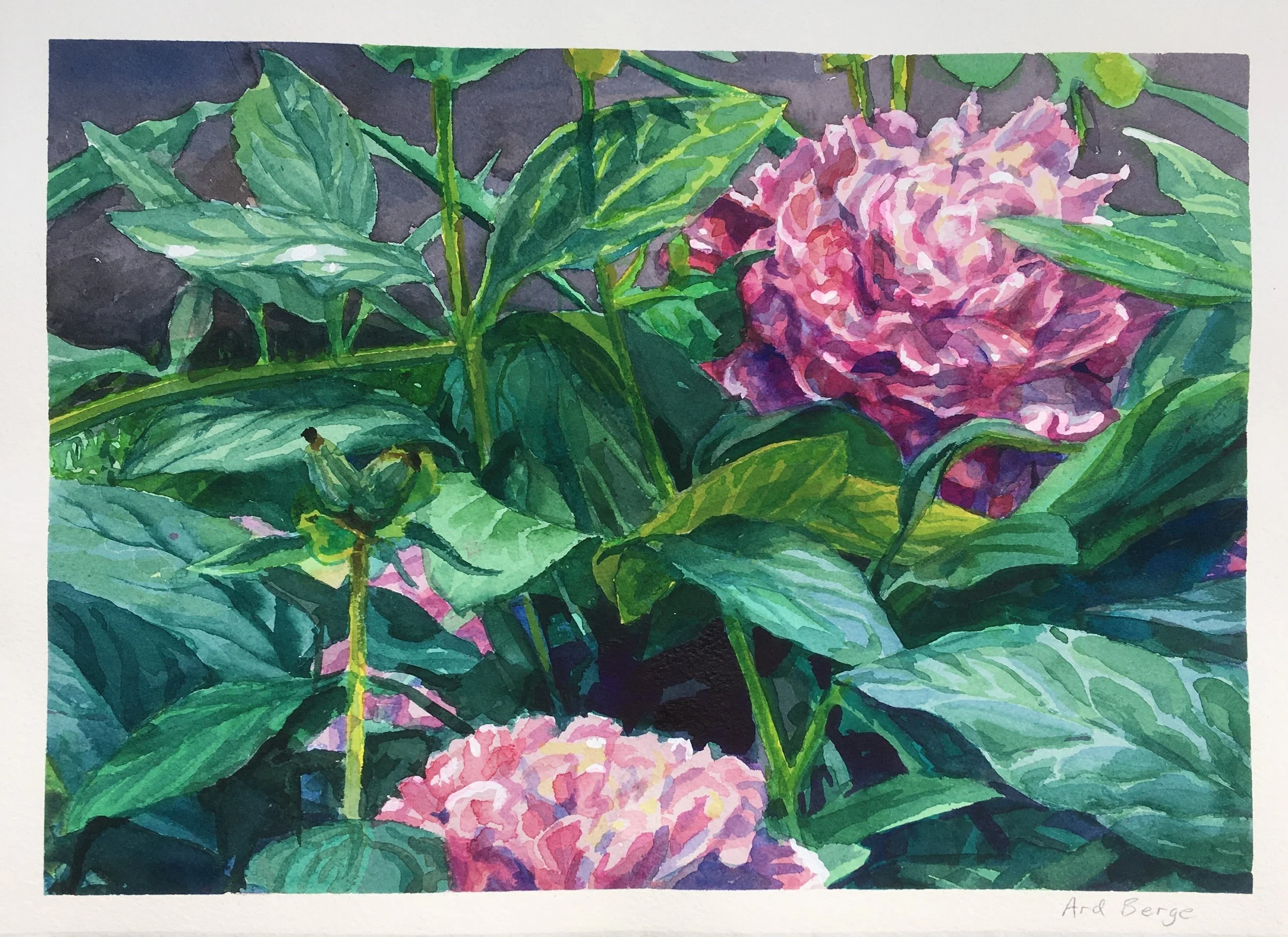 "Pink Peonies", 2020, watercolor, ink, and gouache on Arches paper.  Private collection.