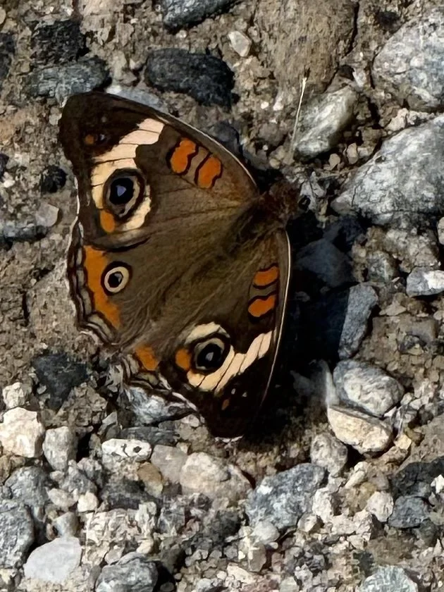 A butterfly resting on rocky ground, showing detailed colorful wing patterns.