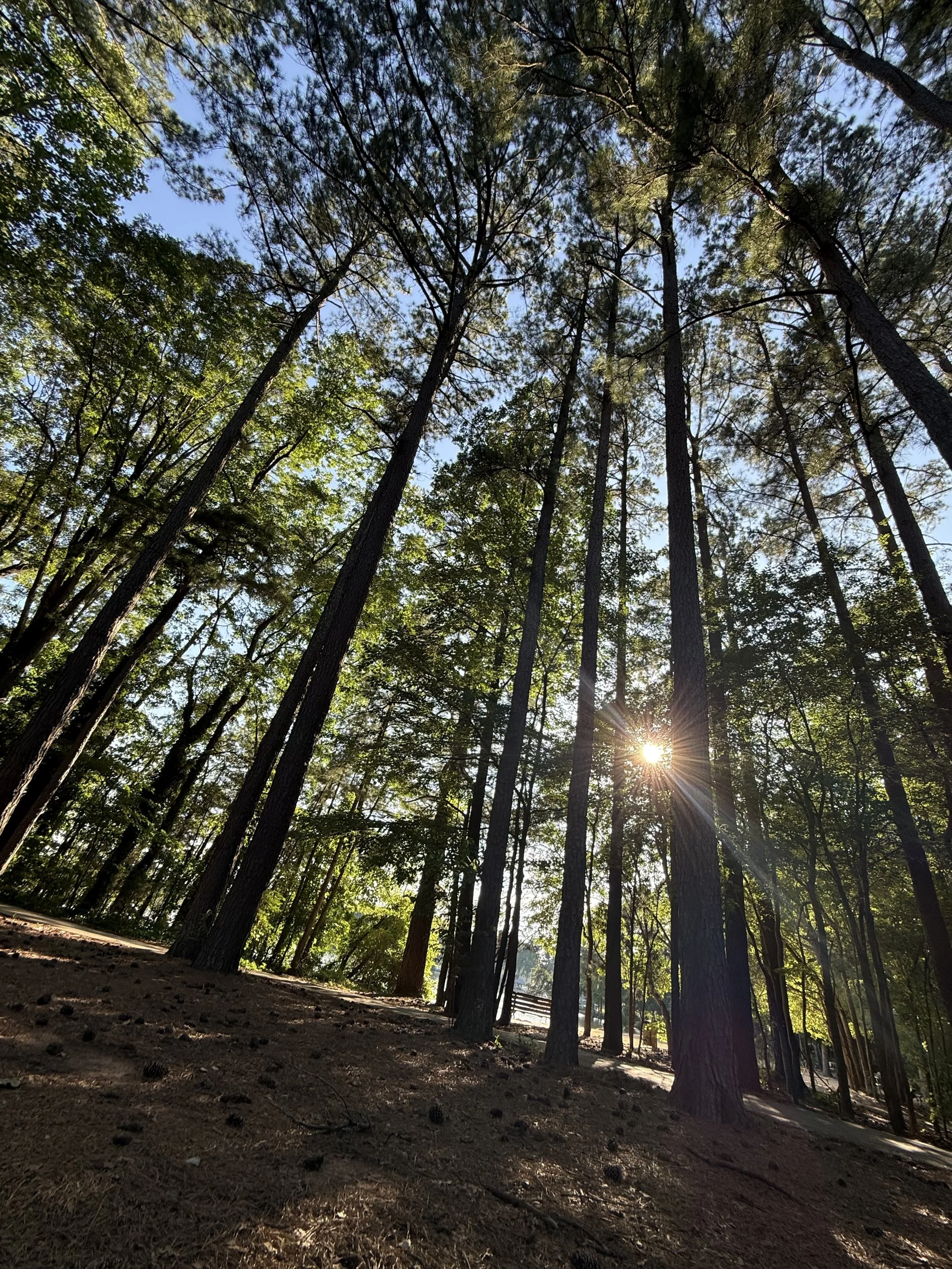 Tall pine trees in a forest with sunlight shining through the branches and a dirt ground.