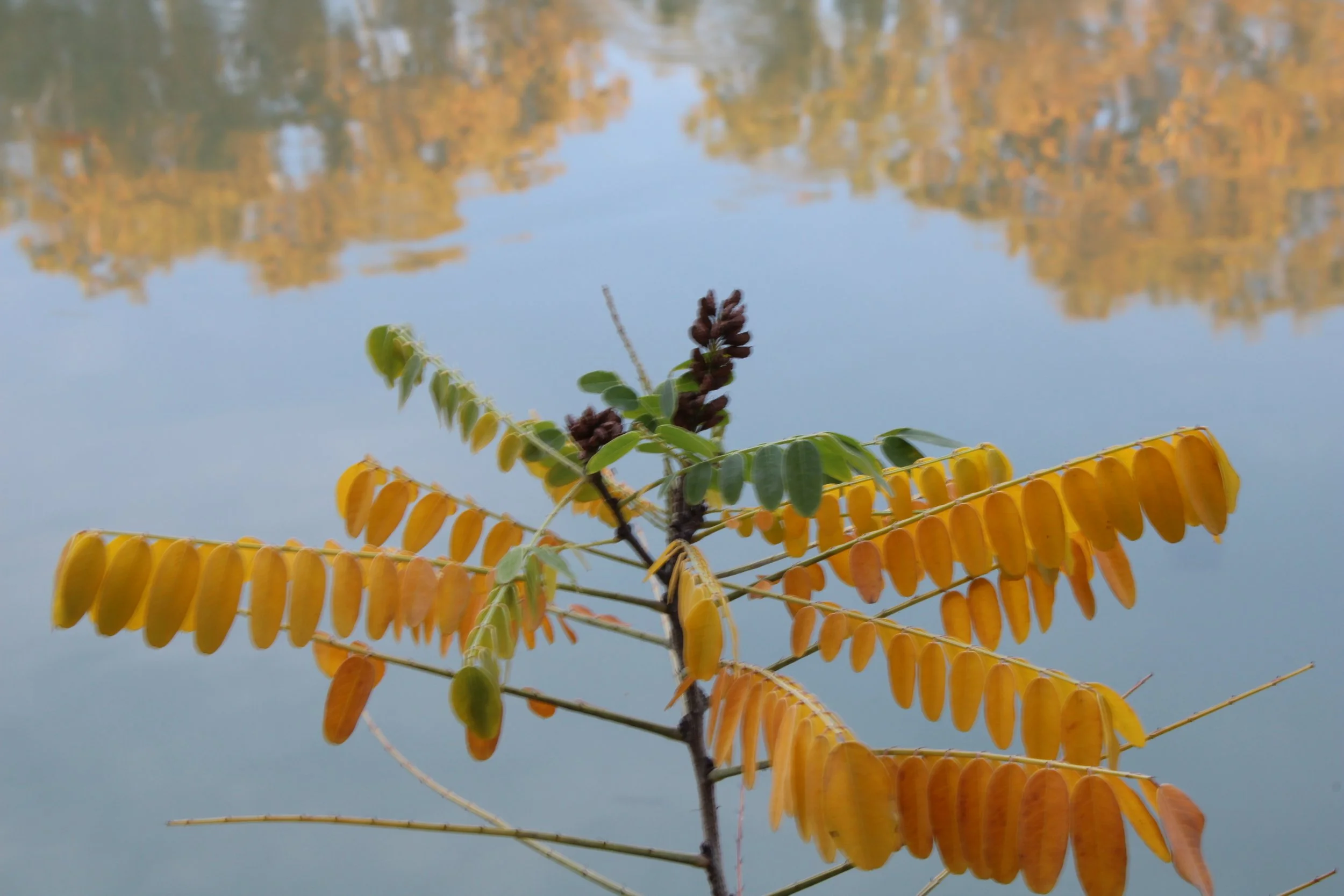 Close-up of a plant with yellow and green compound leaves and dark purple seed pods, with a blurred water body and autumn trees in the background.