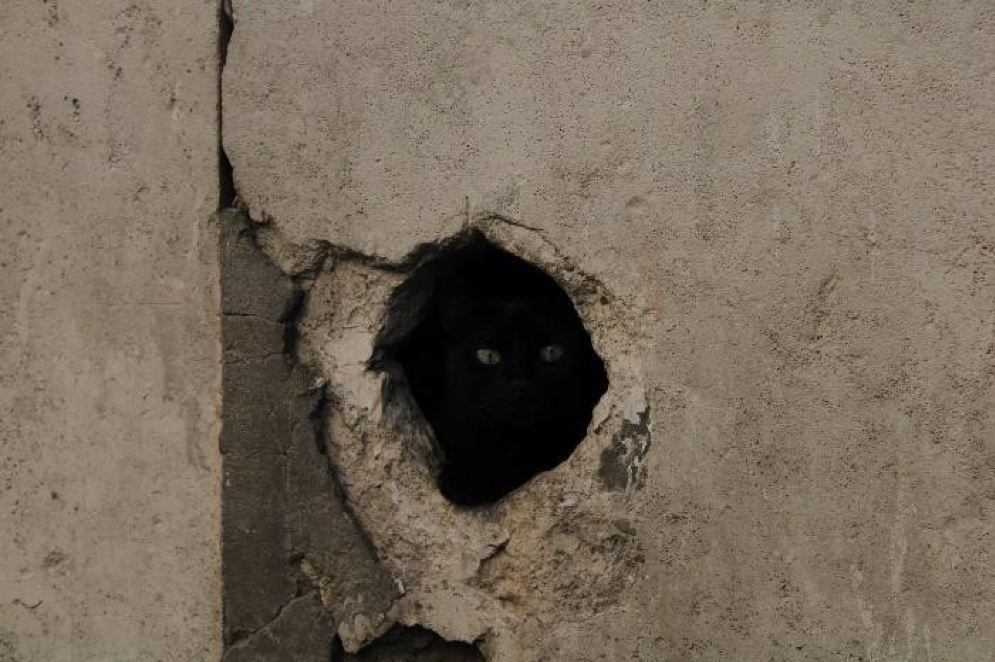 Black cat peeking through a large hole in a concrete wall.