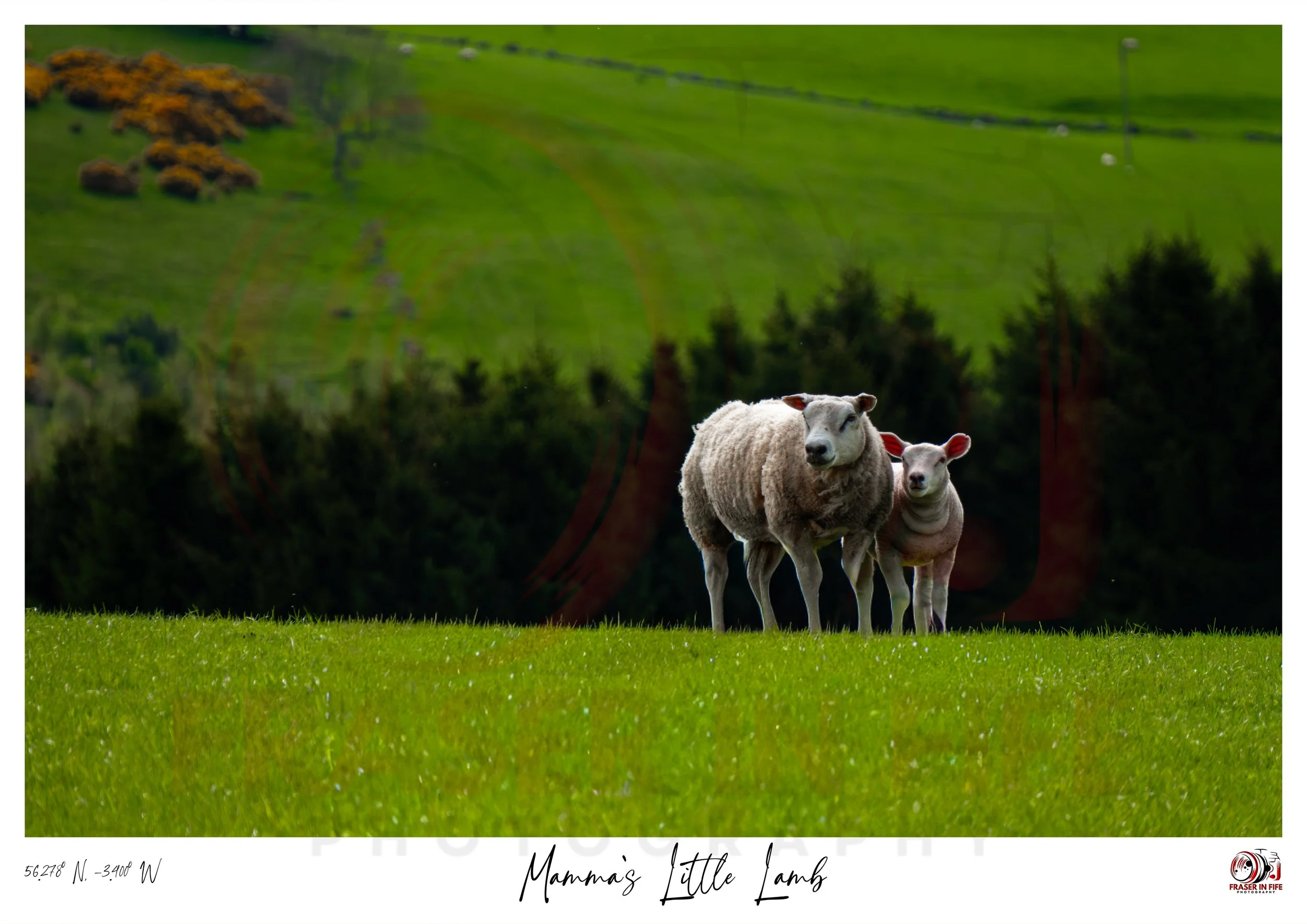 Mamma's Little Lamb Photography Print