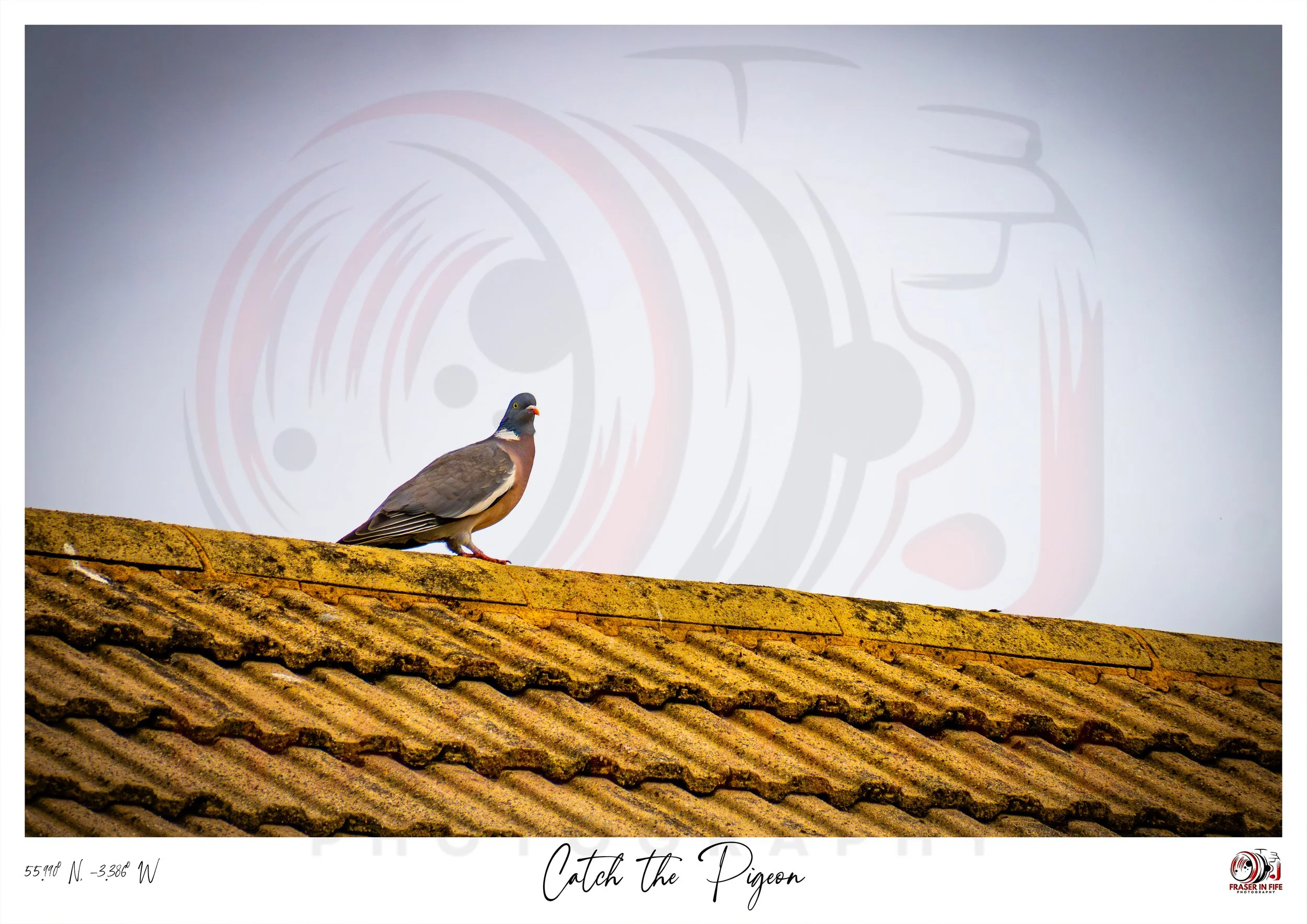 Pigeon Rooftop Photographic Print