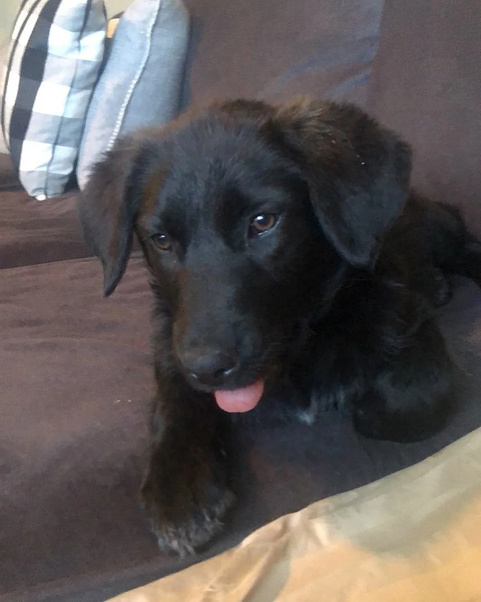 puppy tounge.jpeg