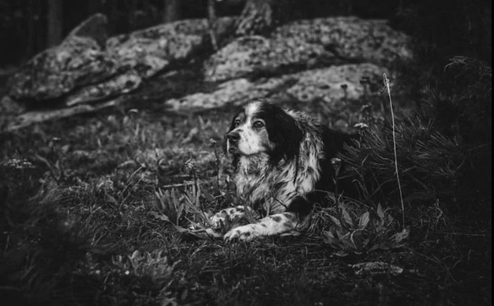 luckydog black and whit.jpeg