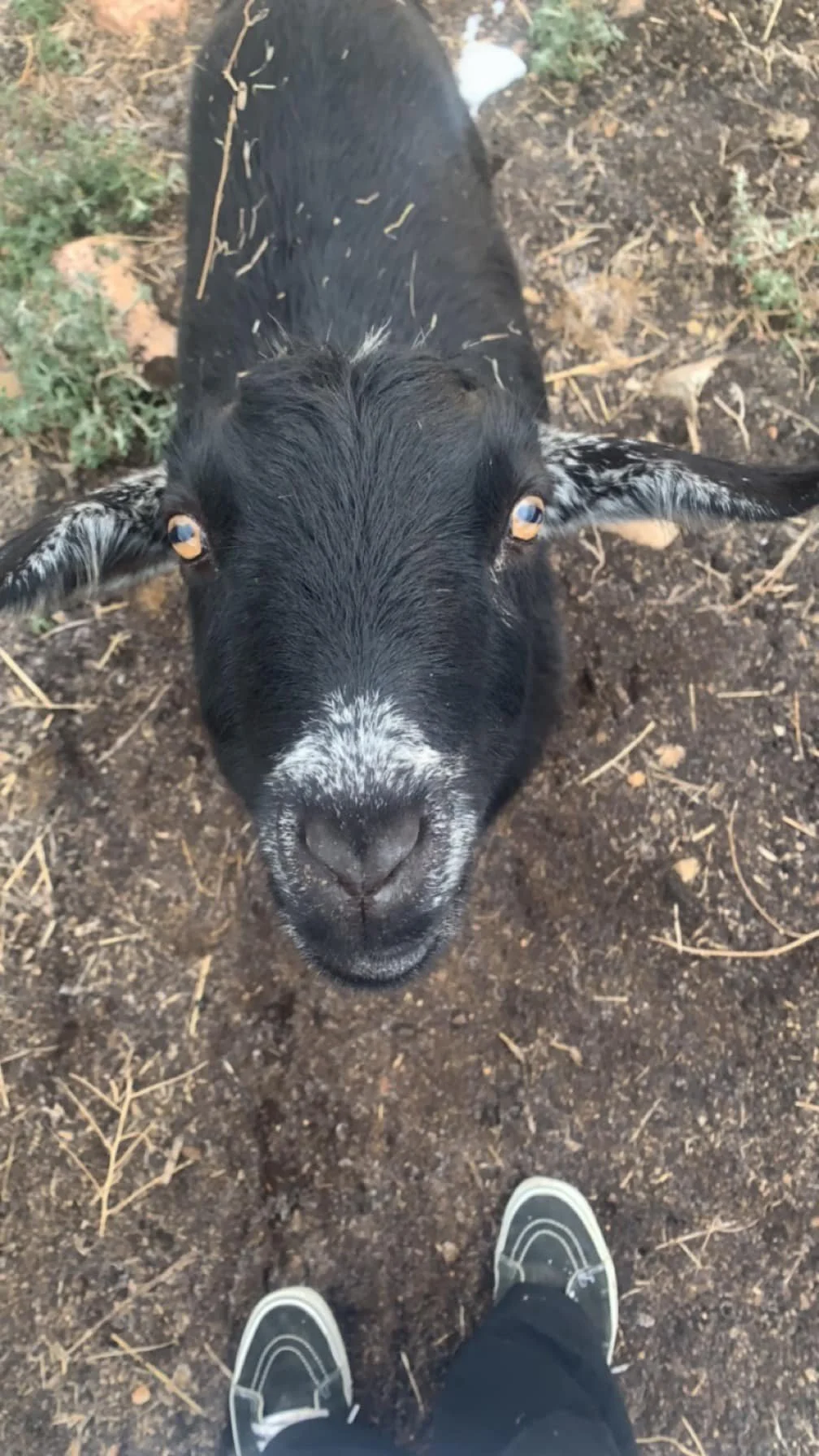 goat.jpg