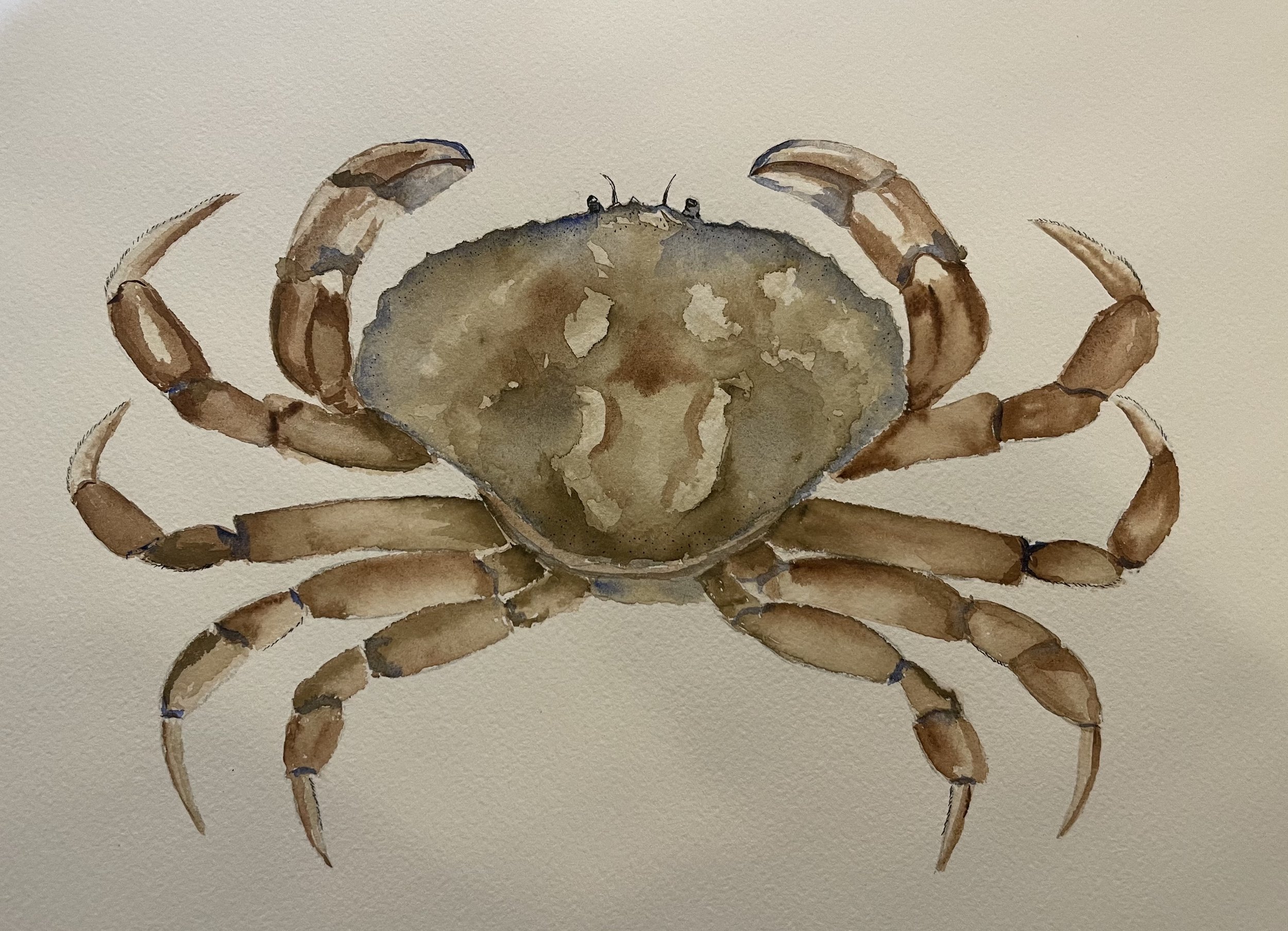 Watercolor painting of a crab with a sandy-colored shell and brown legs on a beige background.