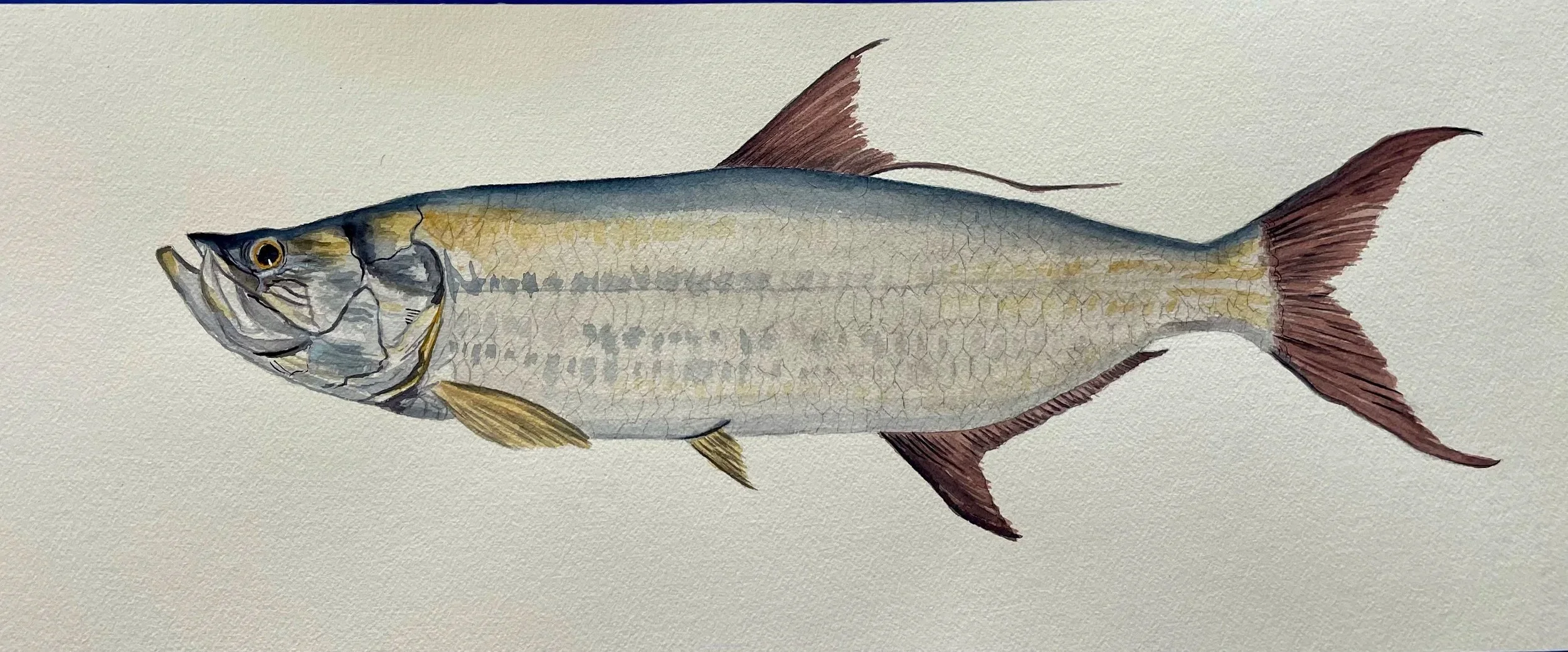 Tarpon Watercolor 8x20