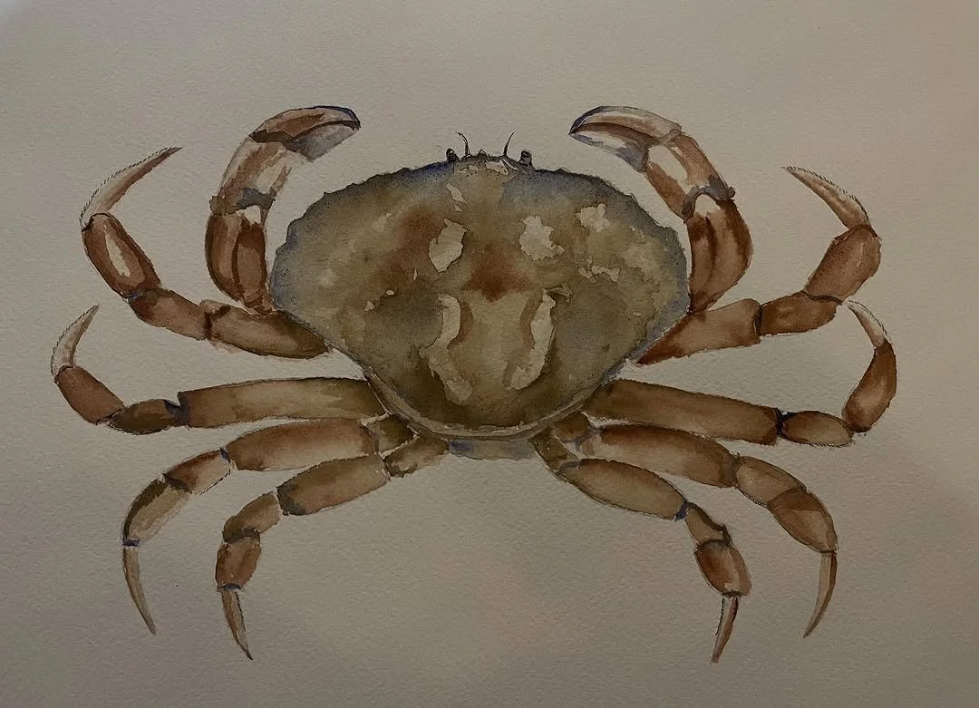 Watercolor painting of a brown crab with eight legs and two claws.