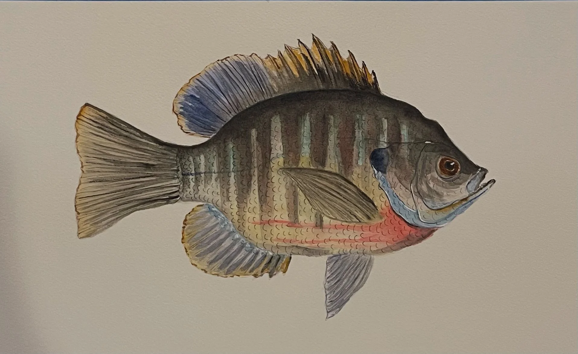 Bluegill Watercolor 11x14 $250