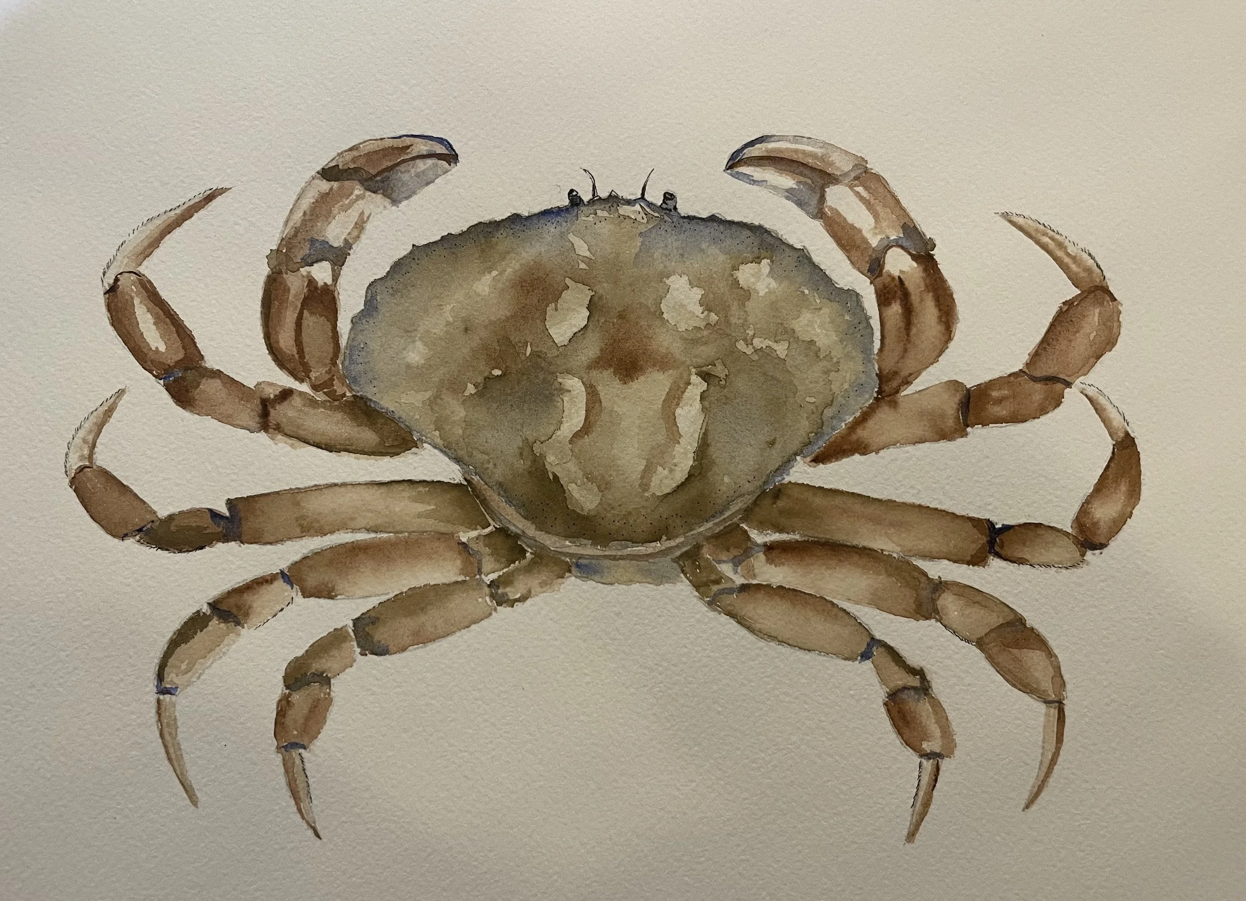 Watercolor painting of a brown crab with its claws raised, set against a plain background.