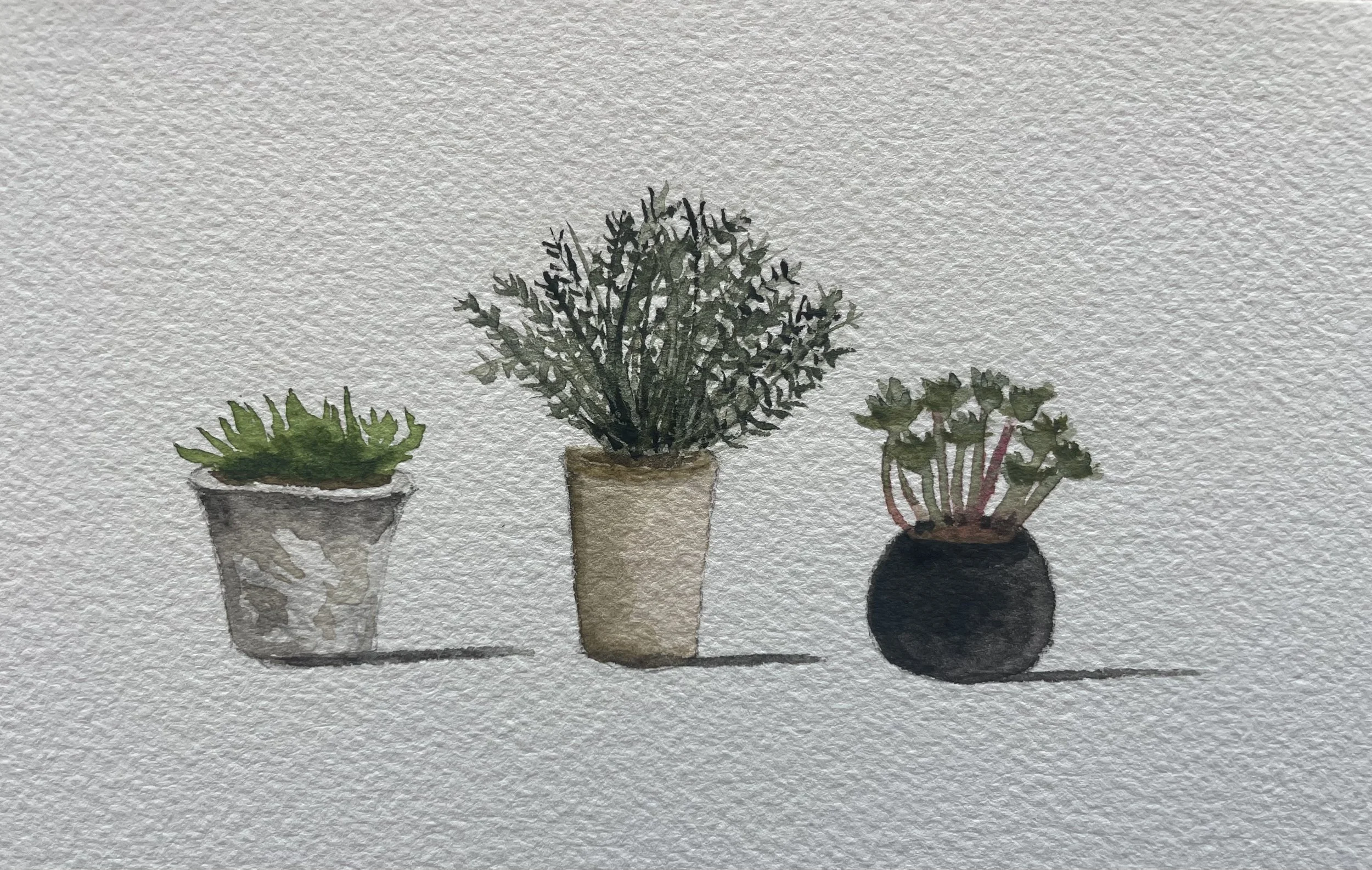 Watercolor painting of three potted plants on a white textured background, from left to right: a small succulent in a gray pot, a larger leafy plant in a beige pot, and a plant with red stems and green leaves in a black round pot.