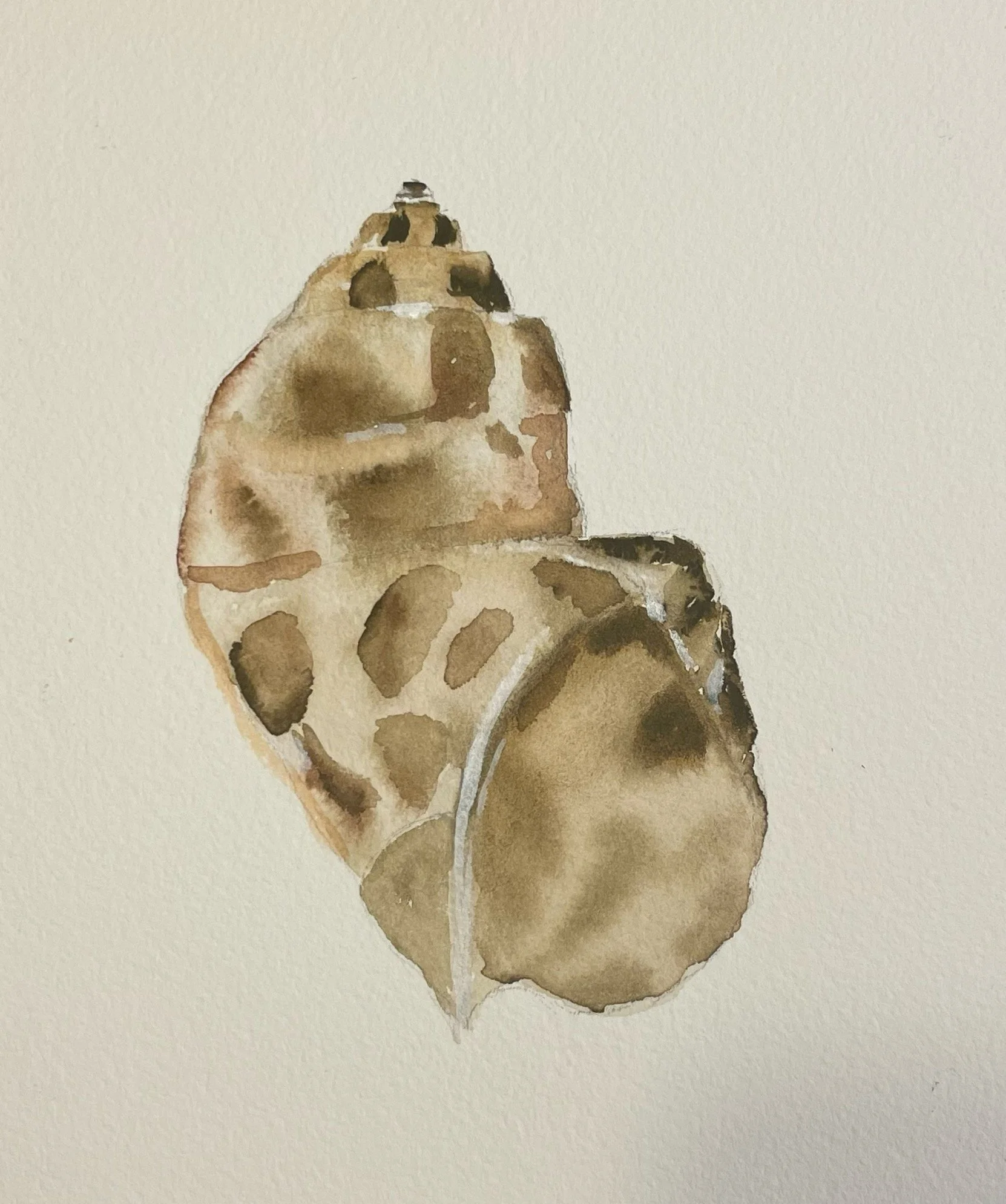 Watercolor painting of two pinecones with detailed brown shading on textured paper.