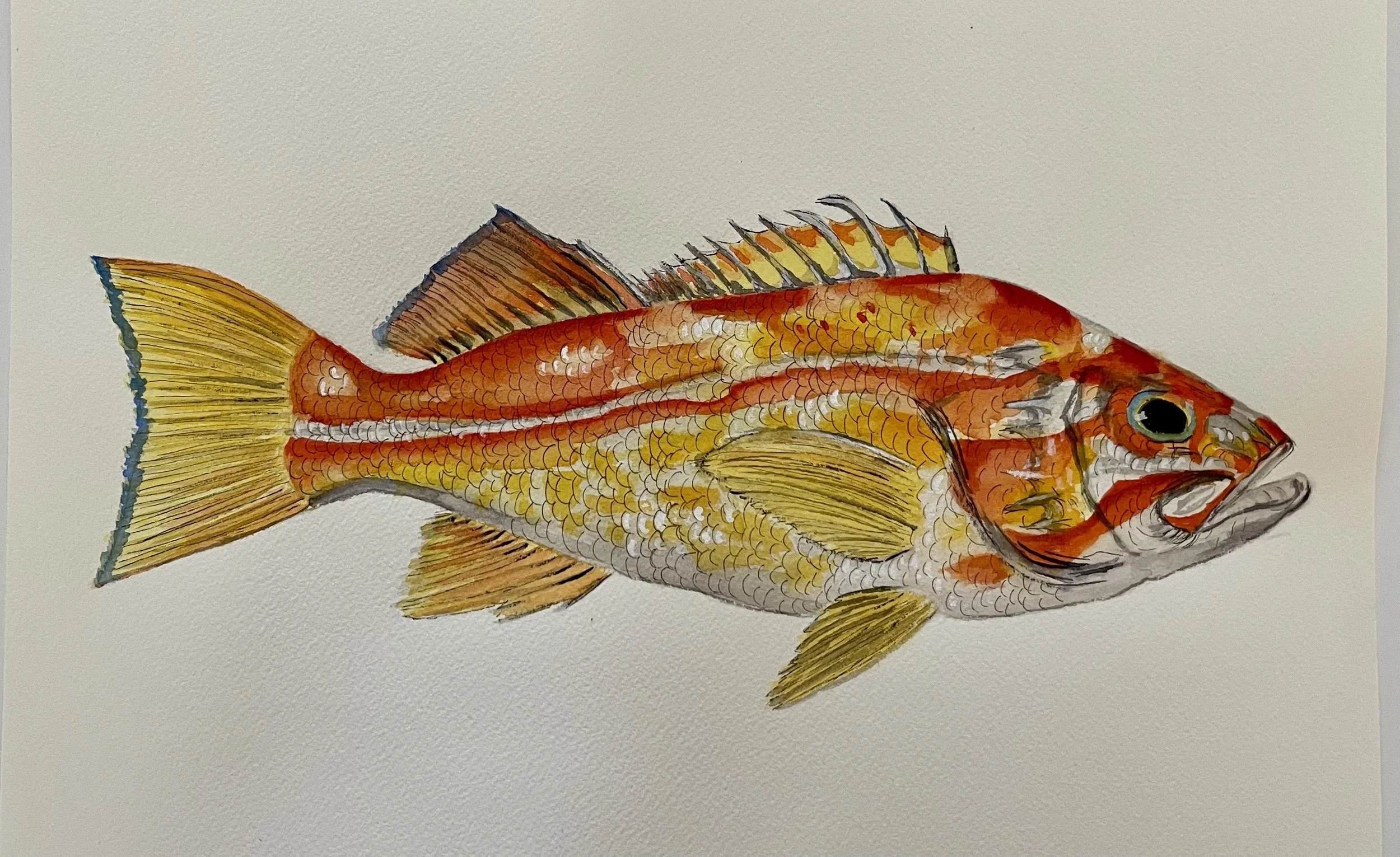 Canary Rockfish 14x18 Watercolor