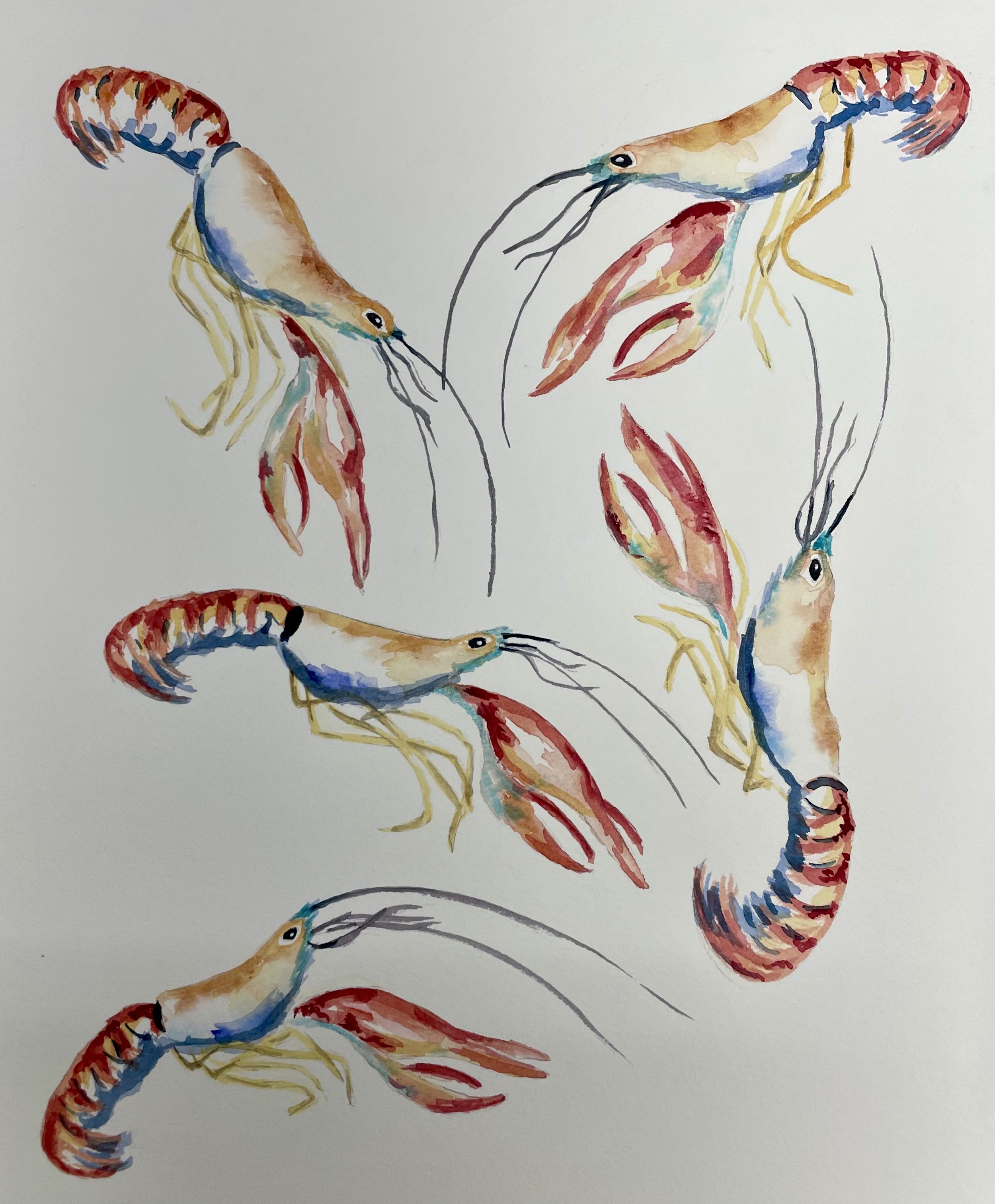 Crayfish Symphony, watercolor