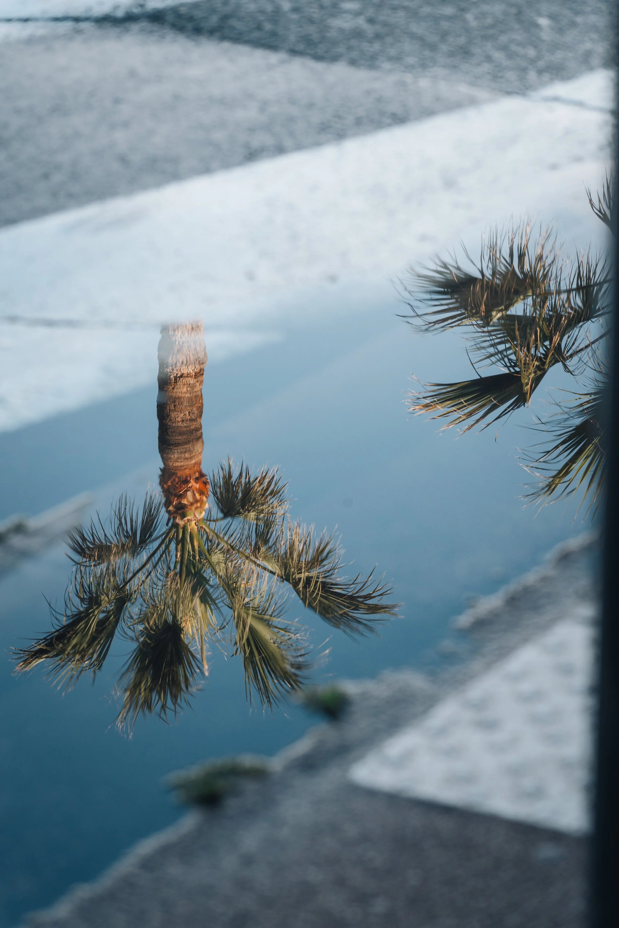 Reflet d'une palmier dans une flaque d'eau sur une surface de pierre