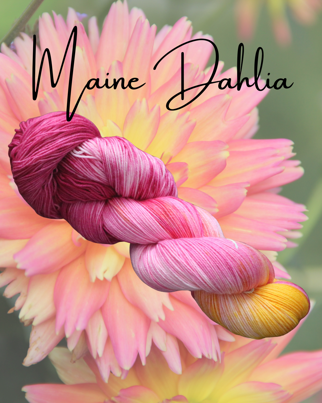Close-up of a pink and yellow dahlia flower with a pink and yellow skein of yarn positioned over it. The words 'Maine Dahlia' written across the image.