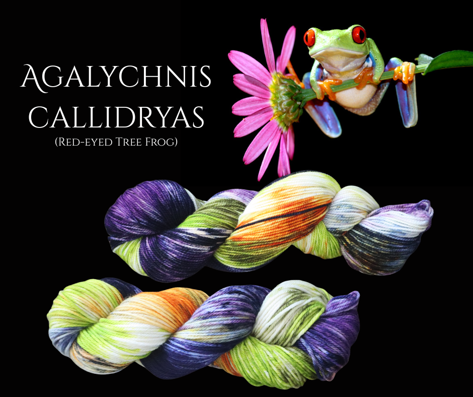 Agalychnis callidryas (Red Eyed Tree Frog)