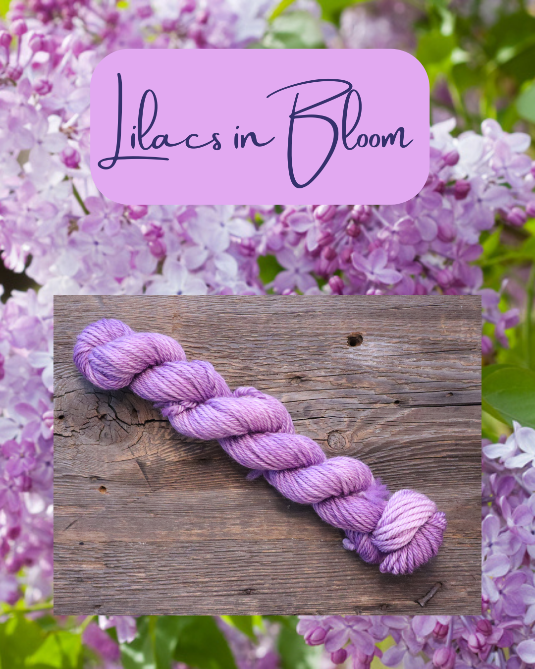 Lilacs in Bloom
