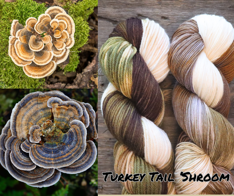 Two images of turkey tail mushrooms, one on green moss and one on wood, alongside a photo of two skeins of multicolored yarn labeled "Turkey Tail Shroom".