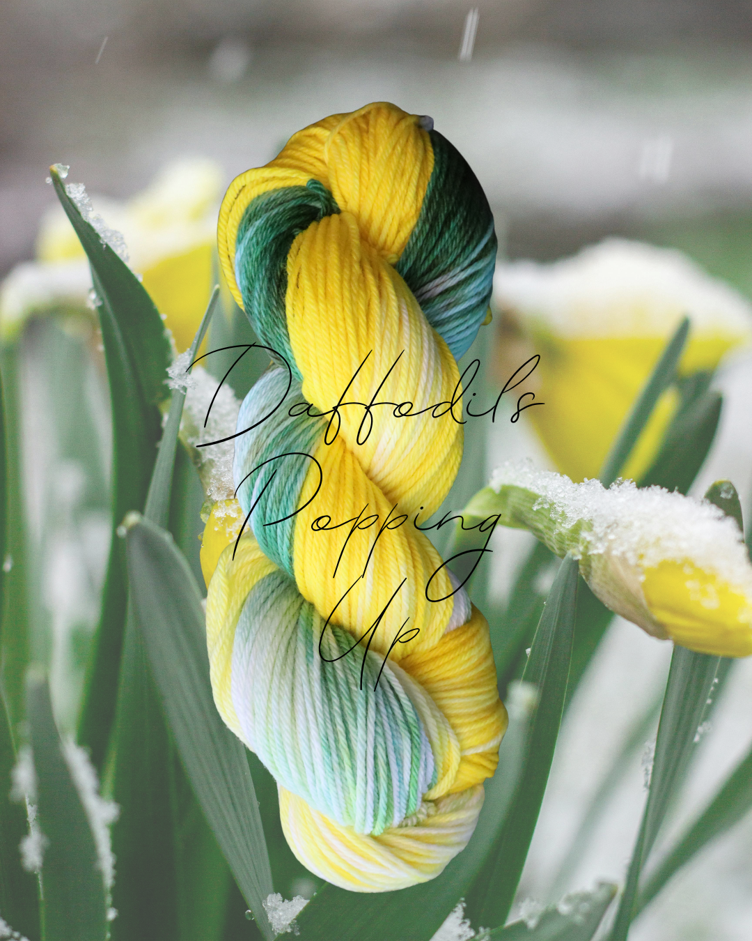 Daffodils Popping Up