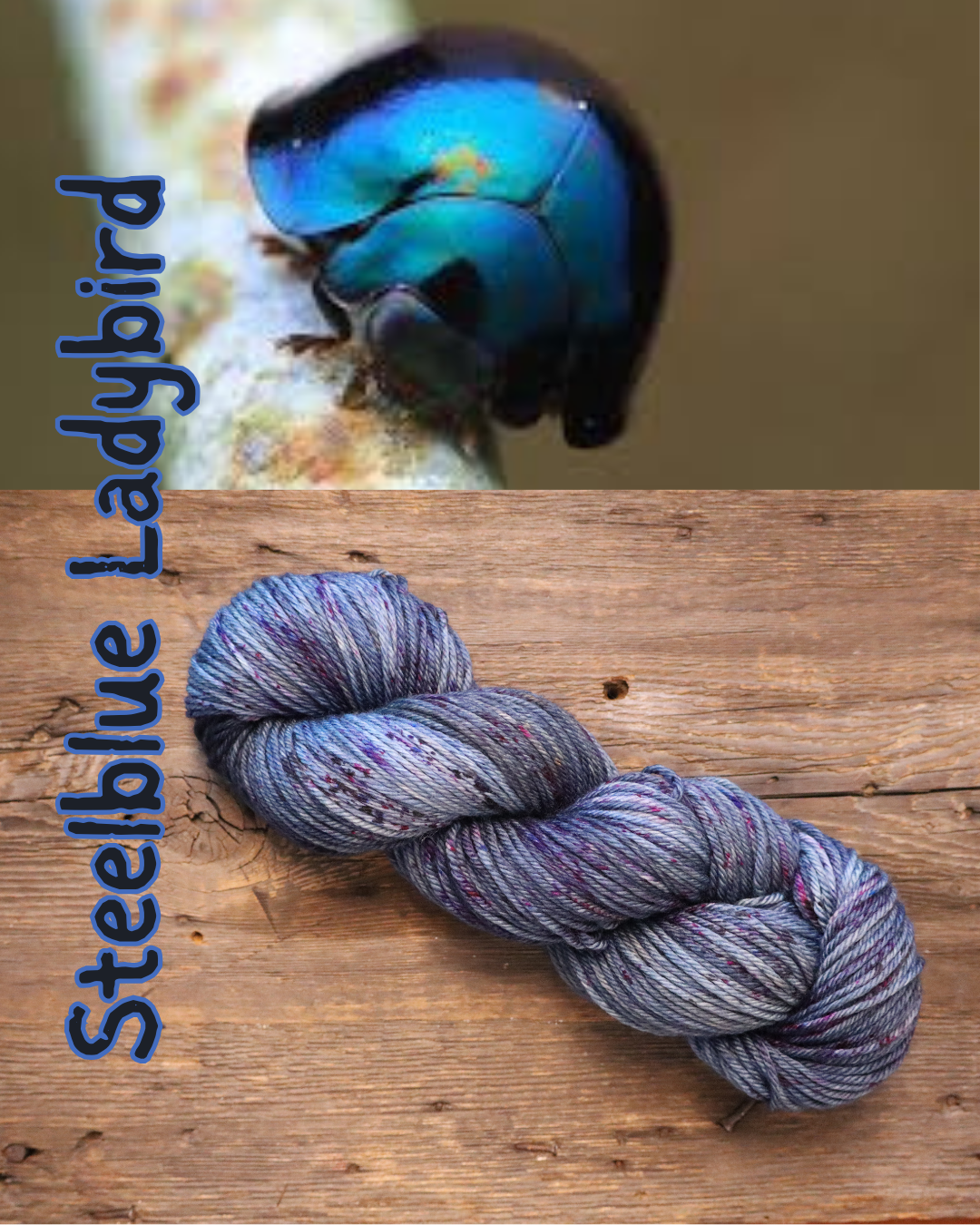 Top image of a shiny blue-green lady bug on a light-colored surface. Bottom image of a skein of hand-dyed yarn on a wooden surface, with the text 'Steelblue Ladybird' written vertically on the left side.