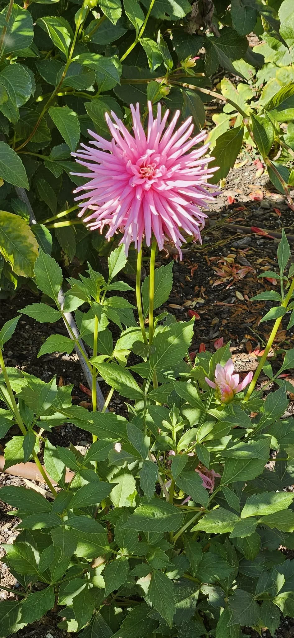 fad32ad8-f9a9-4331-b998-111d56934b70.jfif