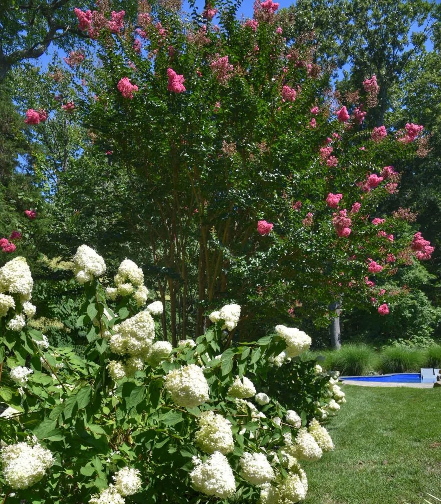Shrubs and ornamental trees selected for long-term growth and structure in Lloyd Harbor, NY