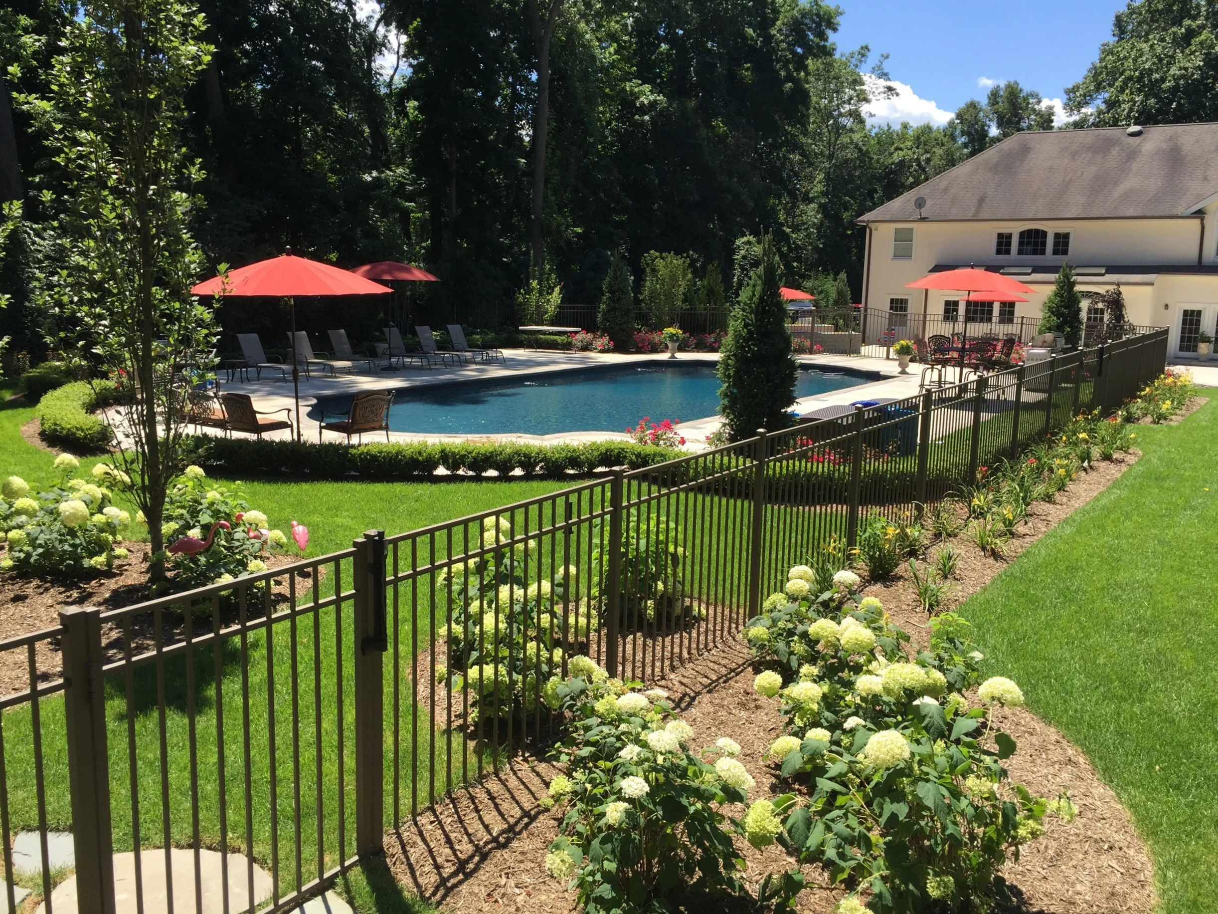 A backyard swimming pool surrounded by green grass, flower beds, and a black metal fence. There are red umbrellas and lounge chairs around the pool, with a house in the background and trees surrounding the area.
