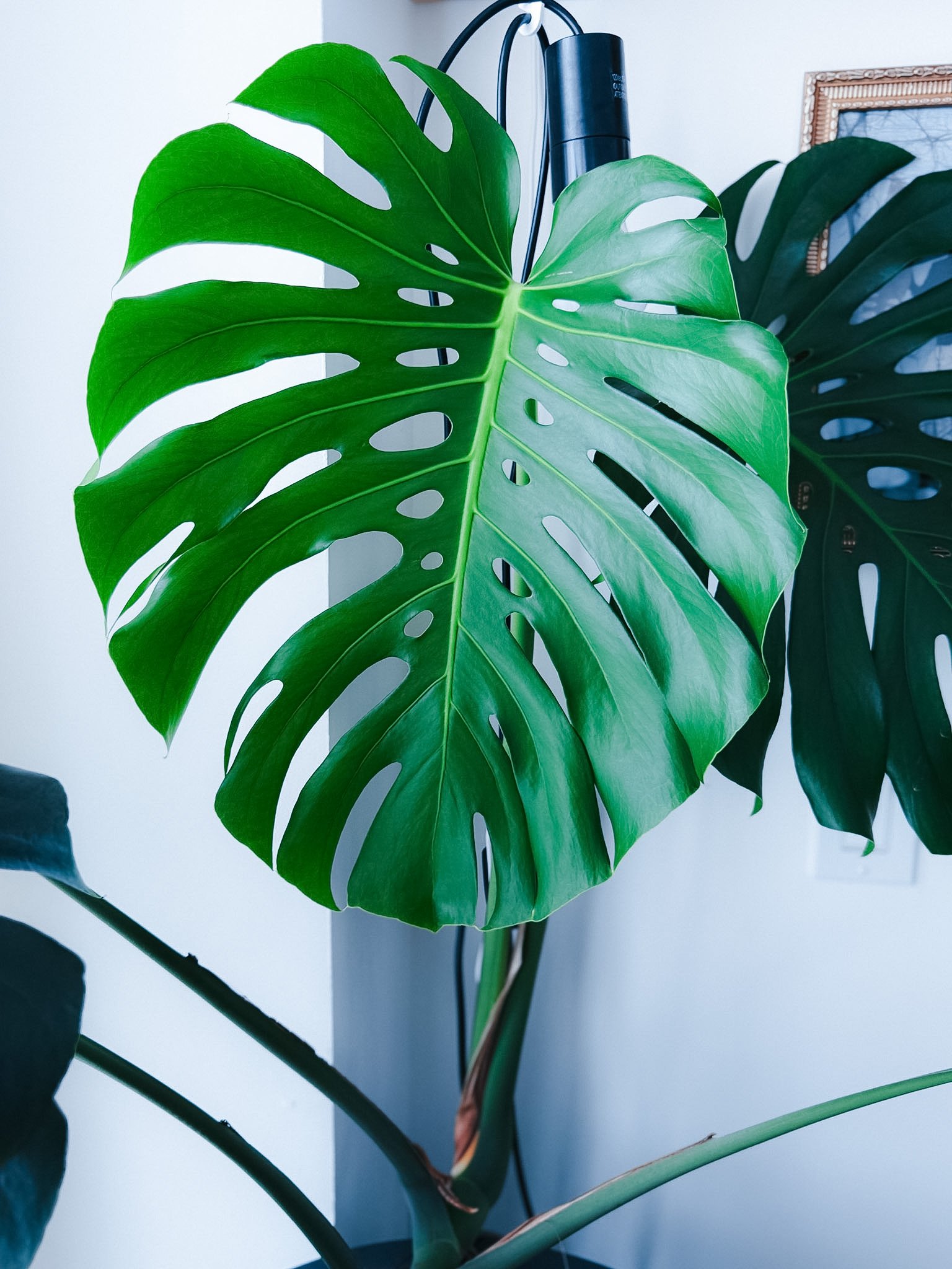 Close-up of a large, green Monstera deliciosa leaf with natural sunlight illuminating it, set against a white and light-colored wall.