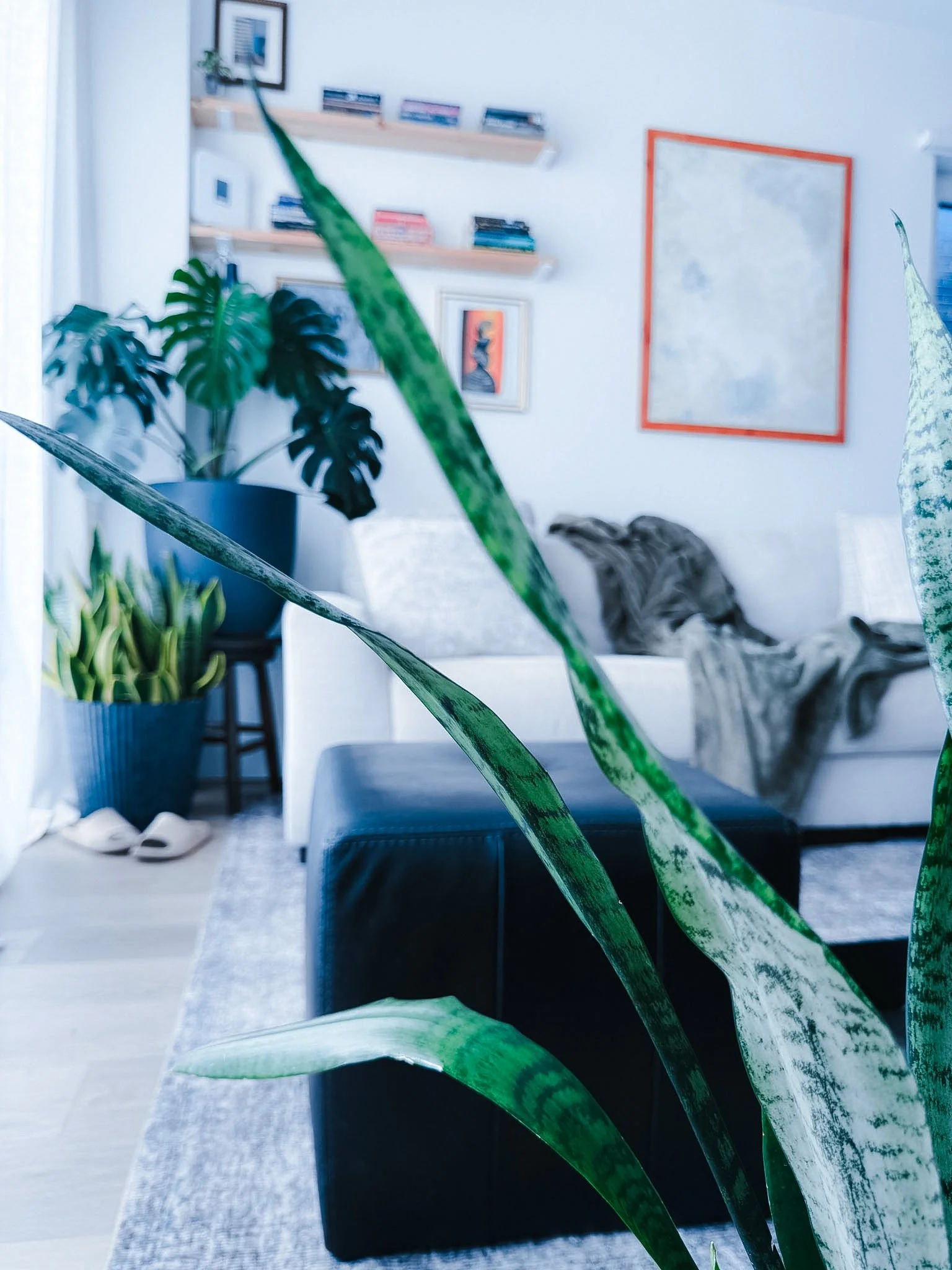 Living room with houseplants, framed artwork, bookshelves, and a sofa, seen through large green leaves in the foreground.