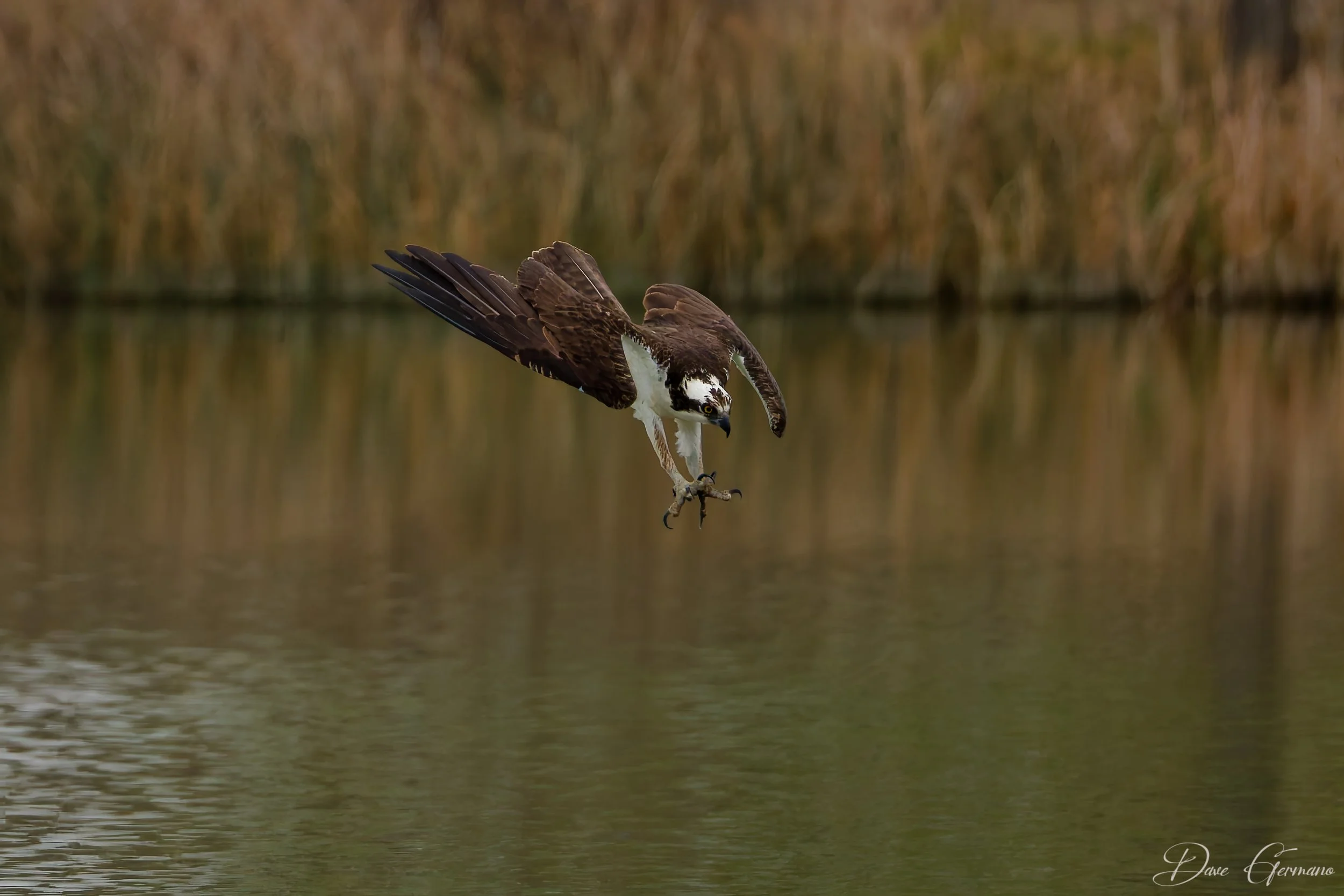 osprey-dive-1_sig.jpg